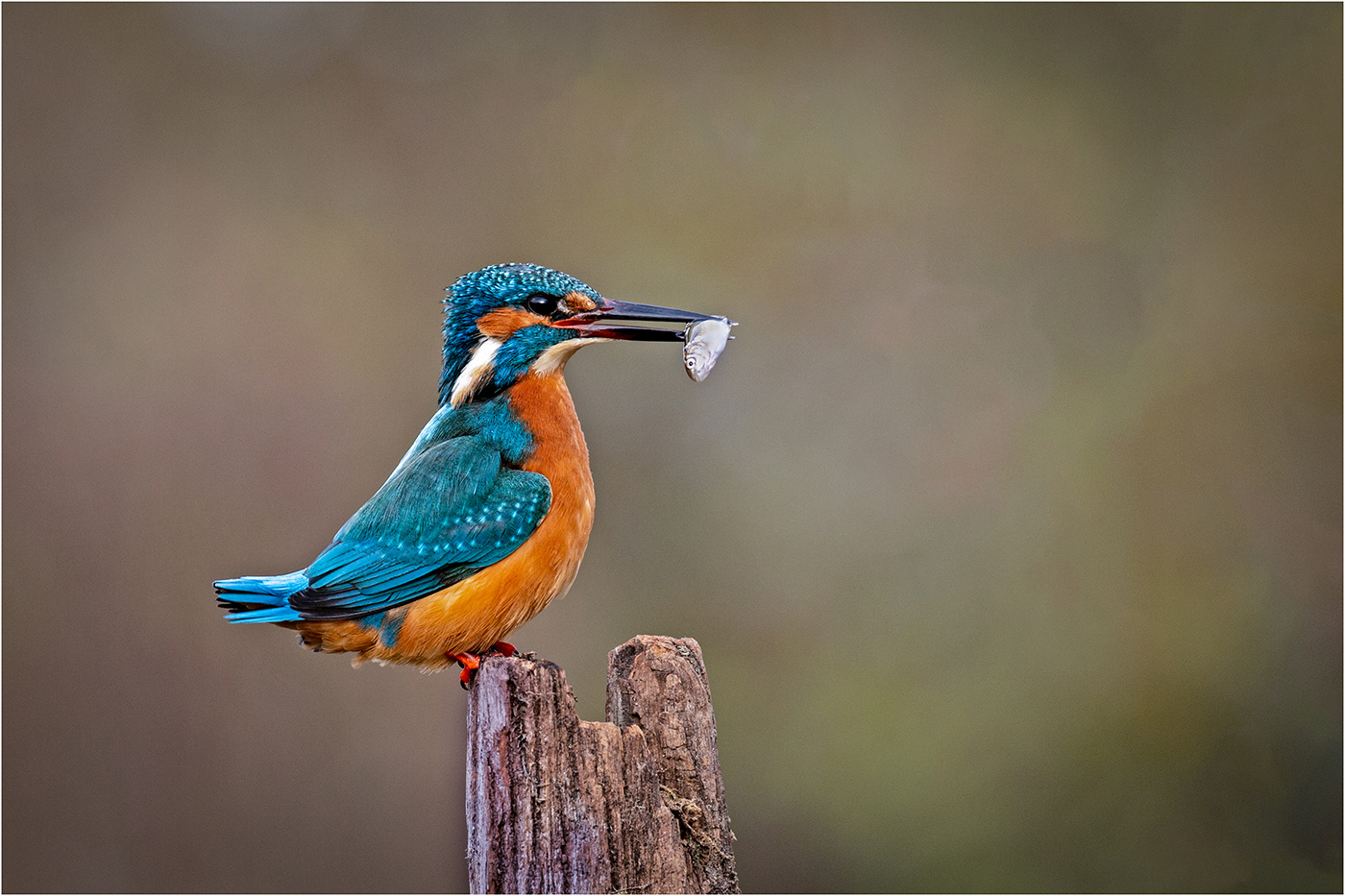 Male kingfisher with fish
