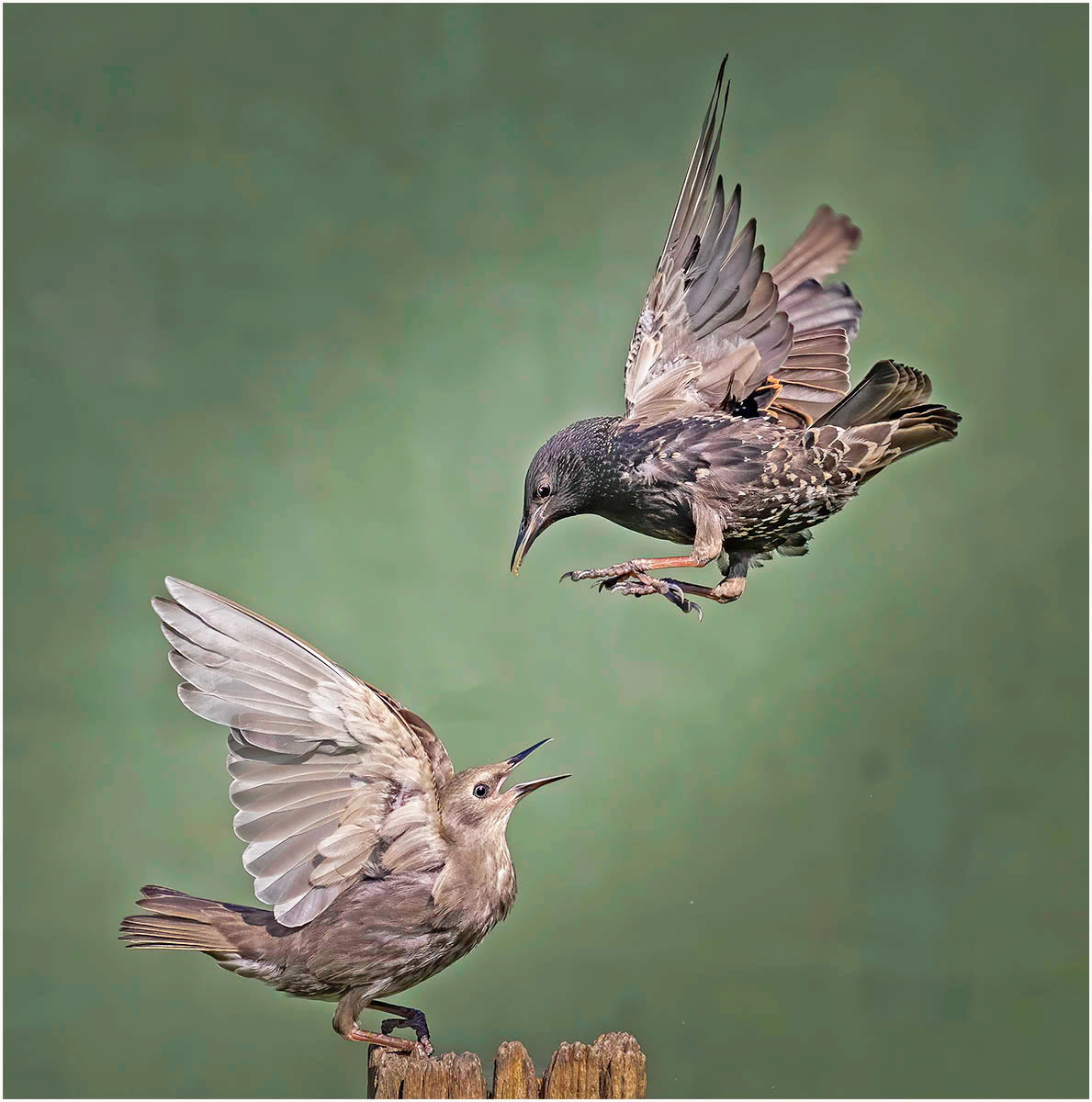 Air Attack (starlings)