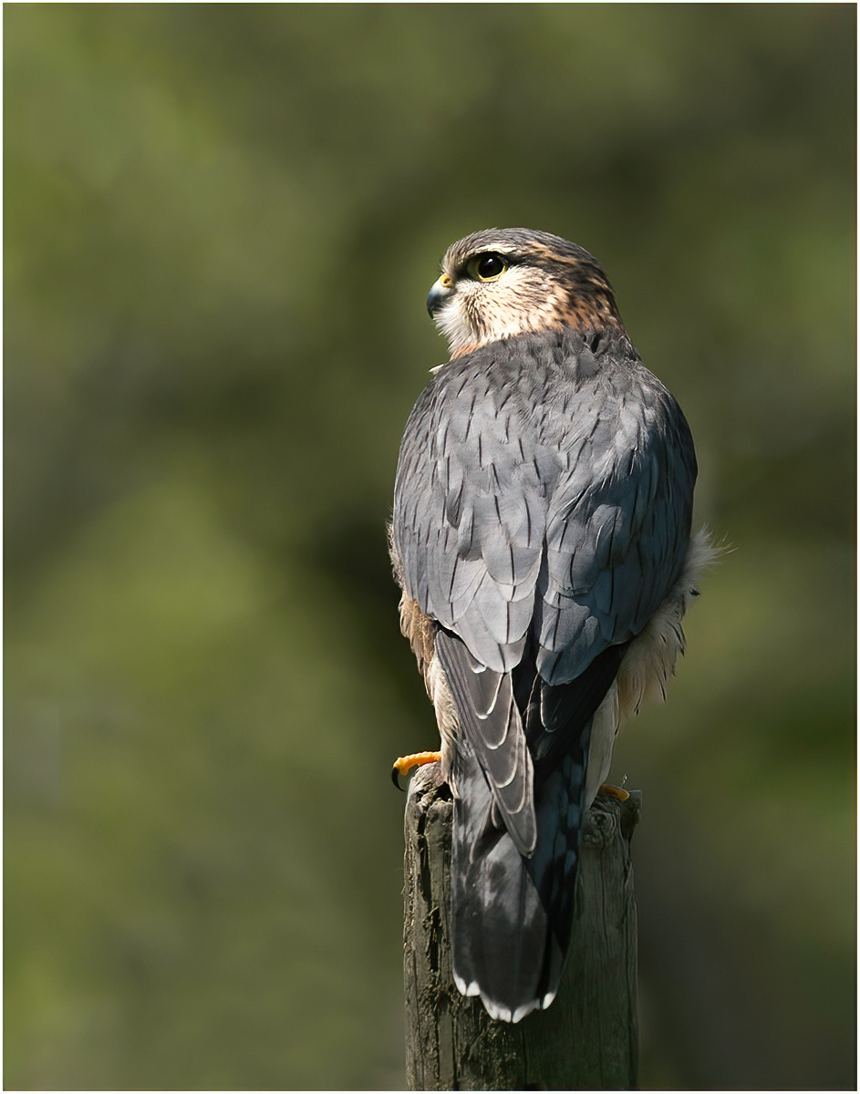 Merlin