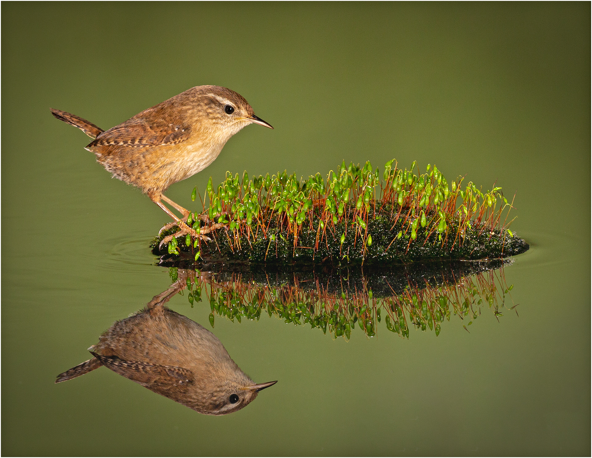 Wren