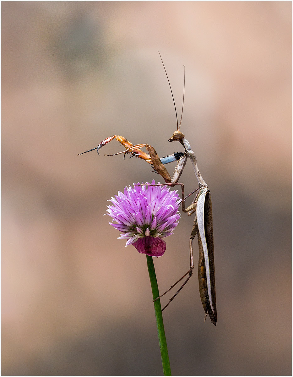 Preying Mantis