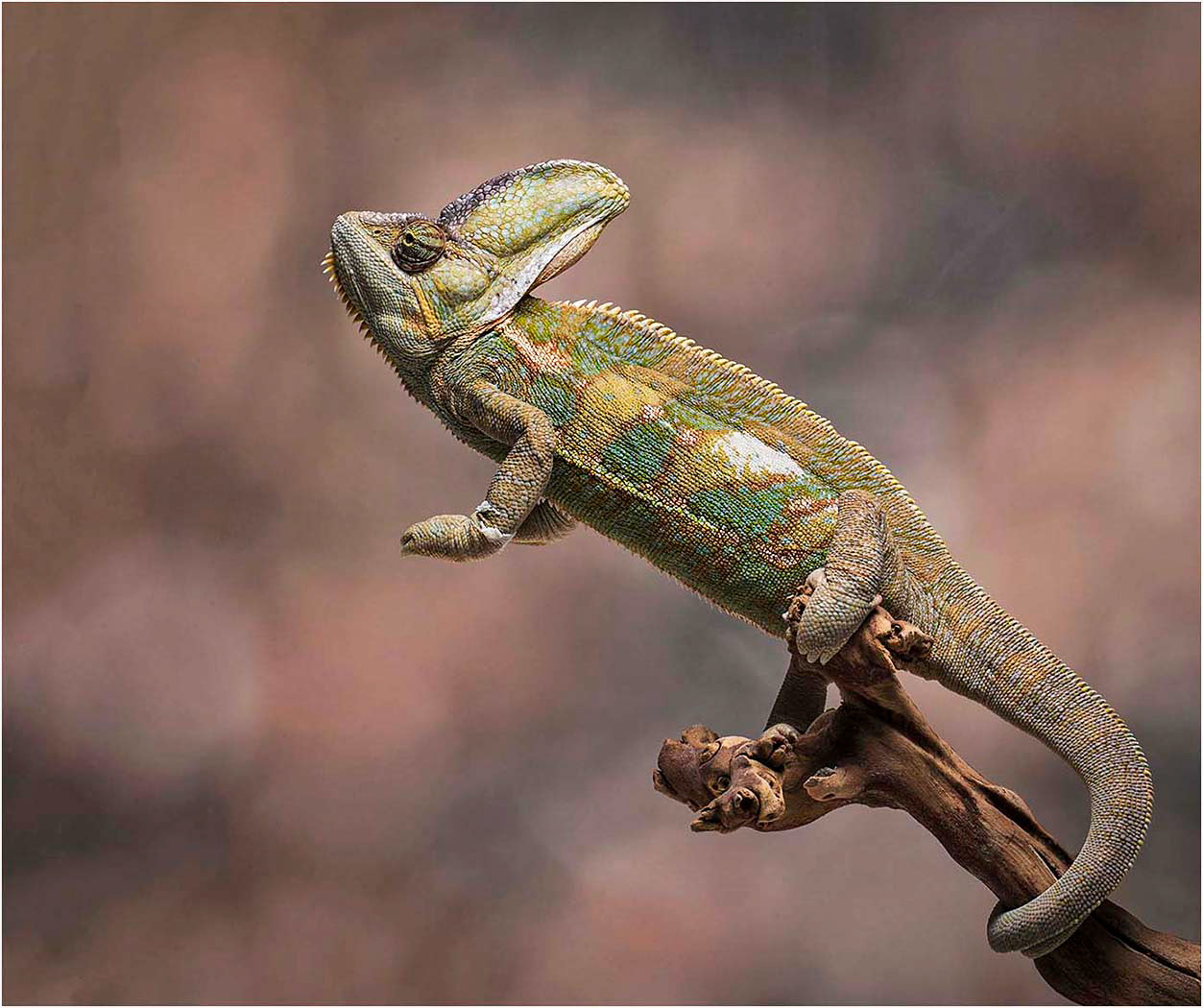 Chameleon