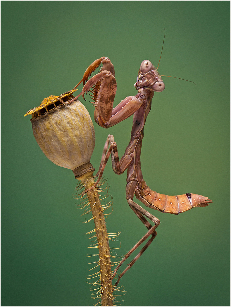 Preying Mantis