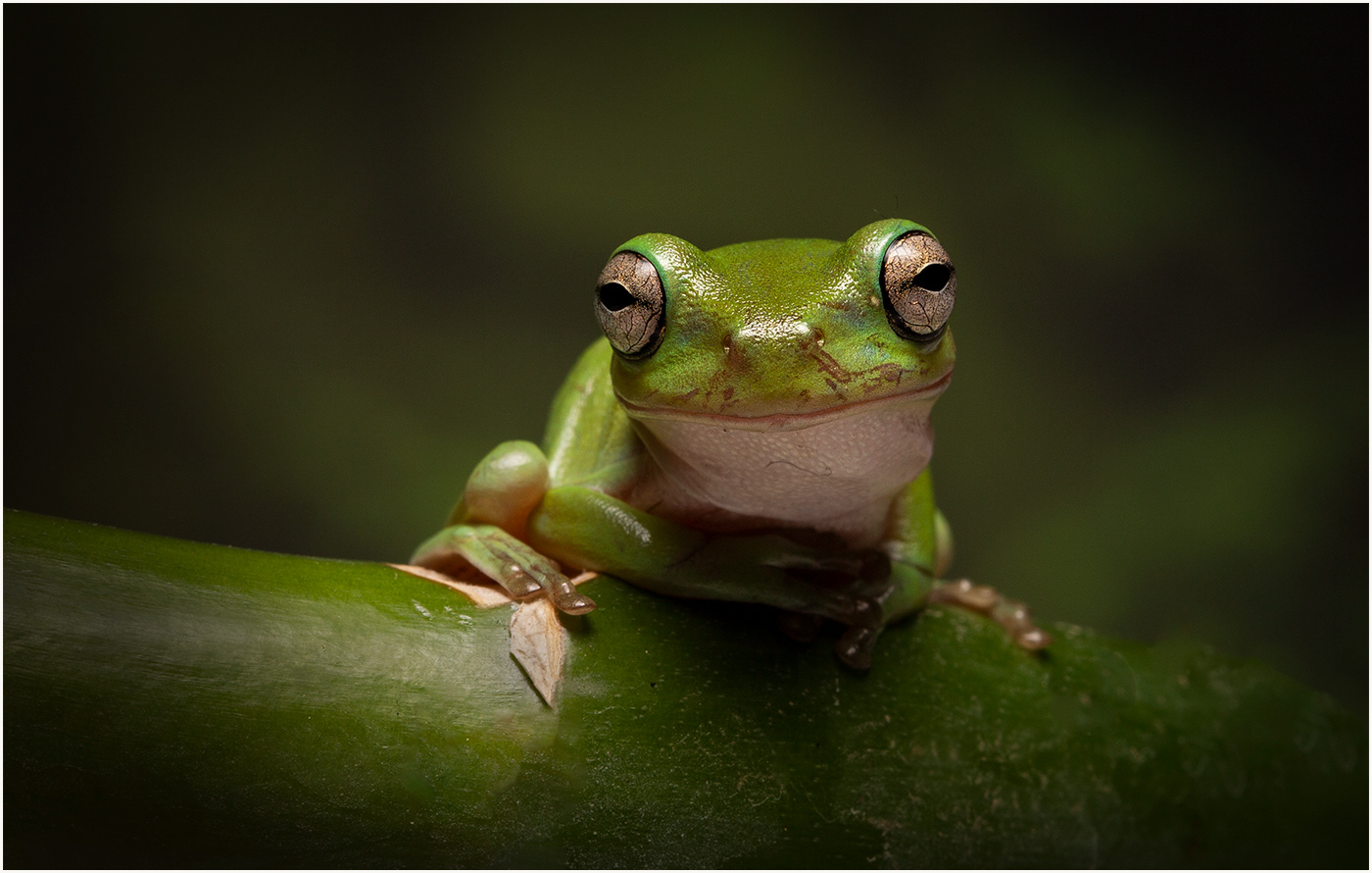 Whites Tree Frog