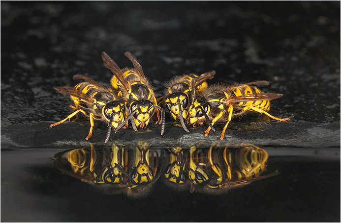 Wasps drinking