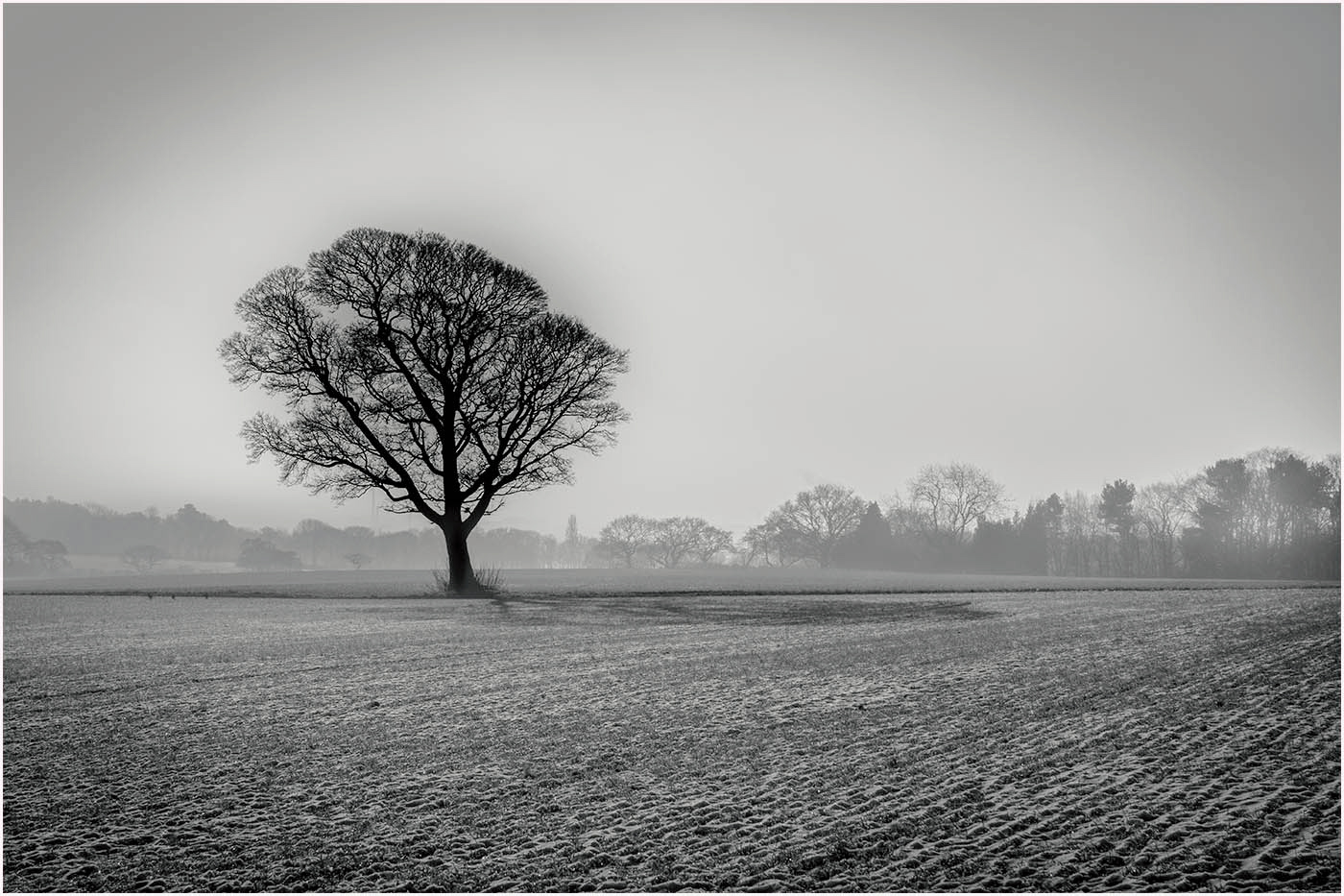 Tree in the mist