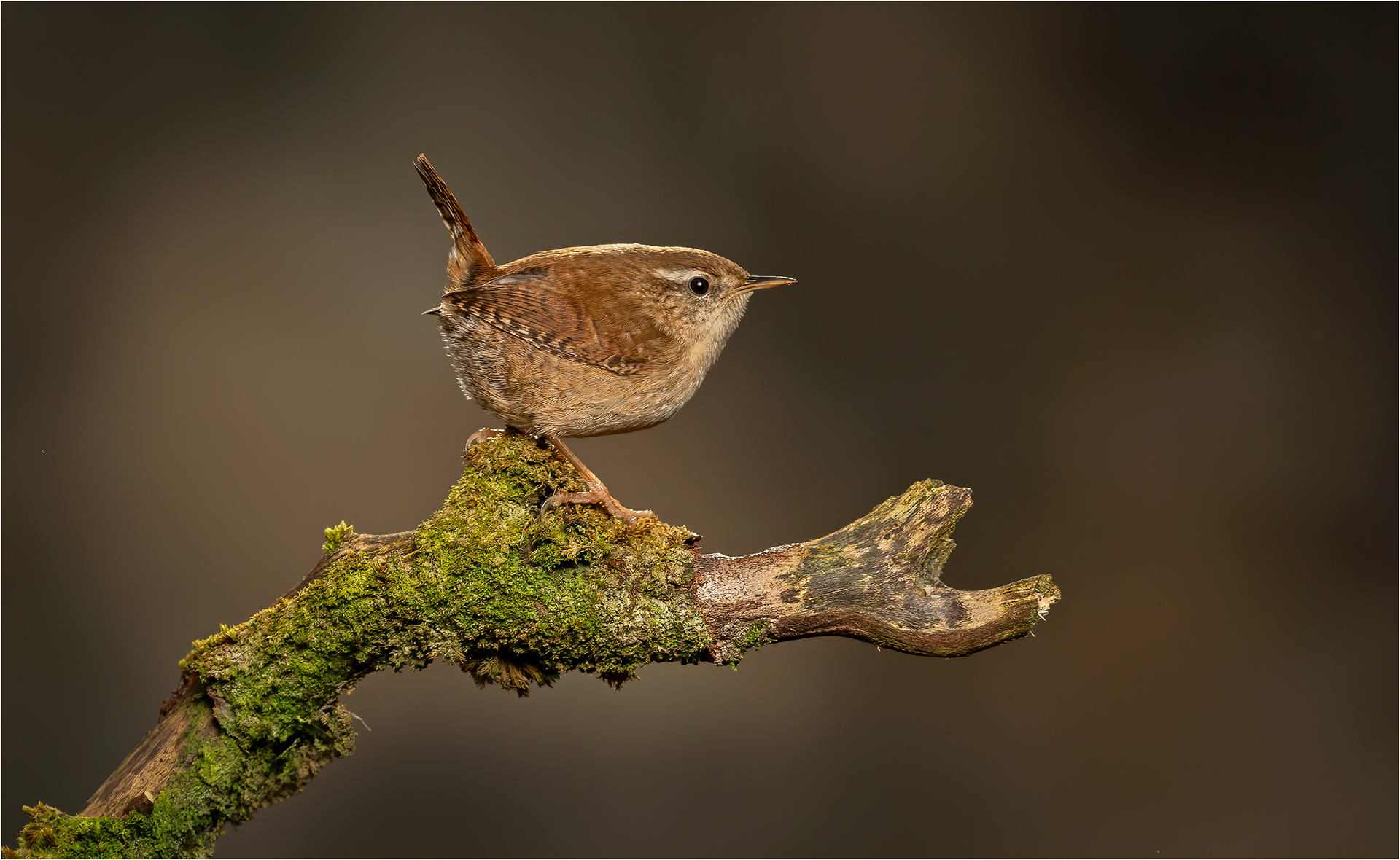 Wren