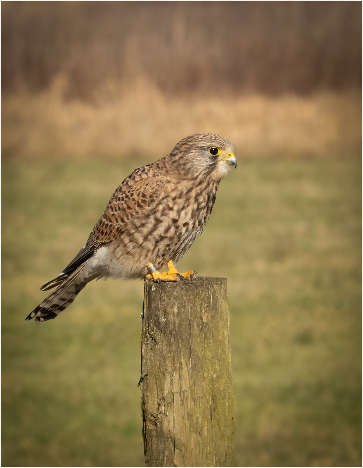 Kestrel