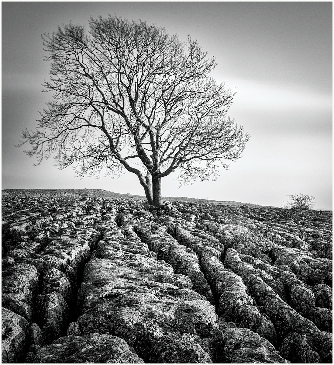 Lone tree at Malham, Yorkshire