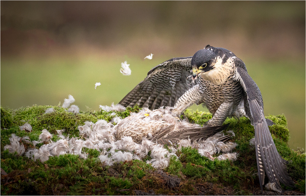 Peregrine Falcon