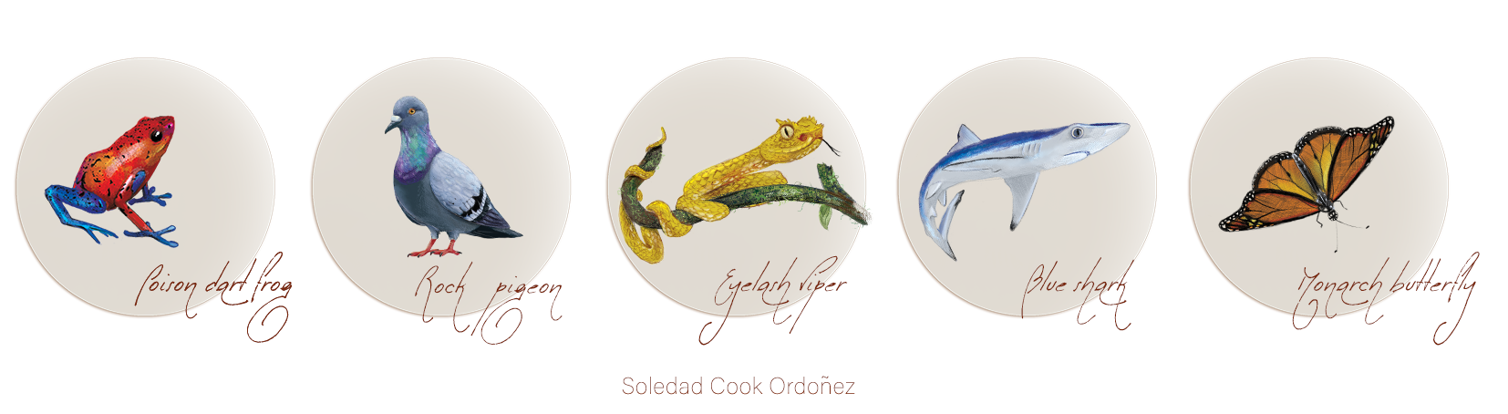 Animal illustrations