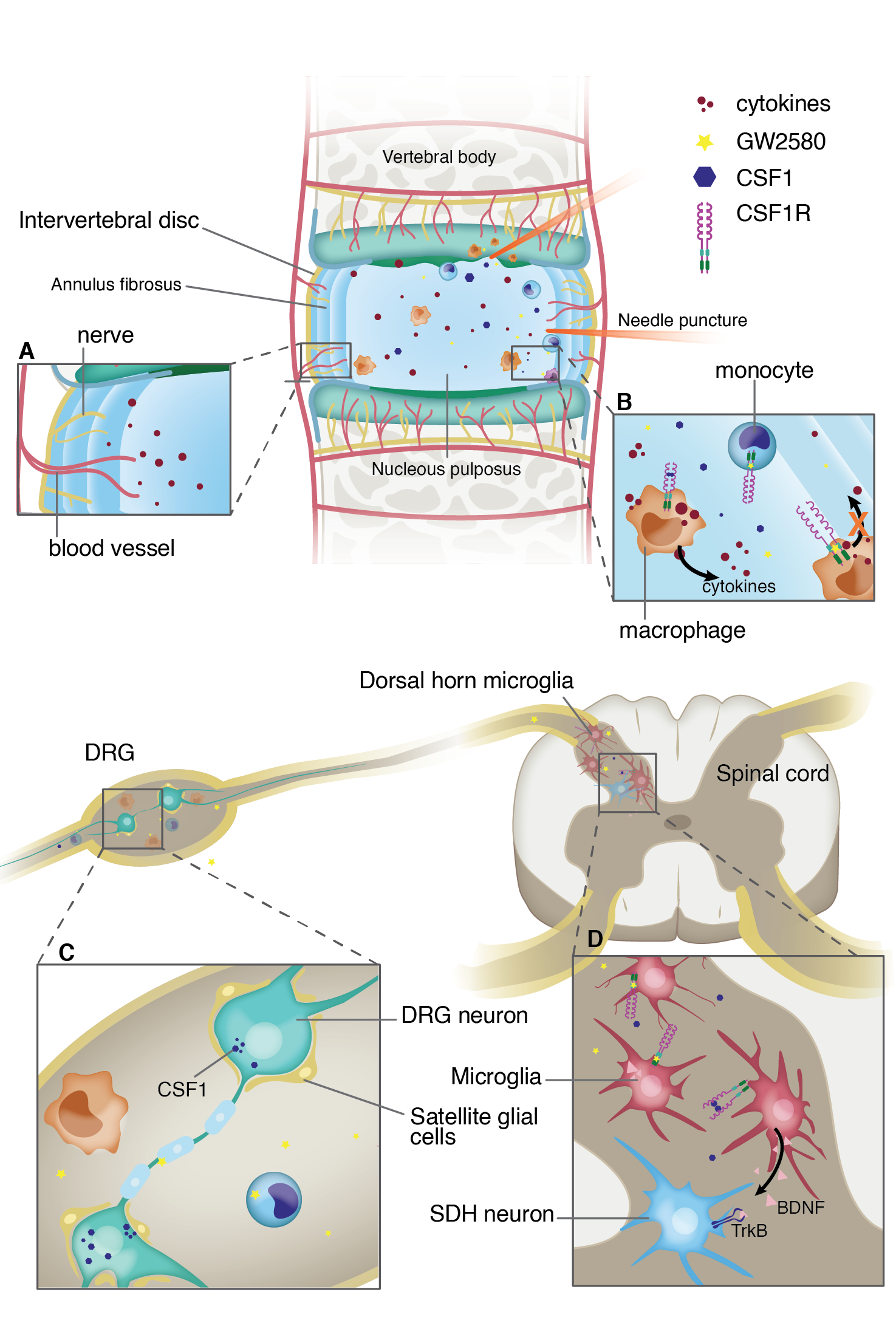 Molecular and anatomical representations