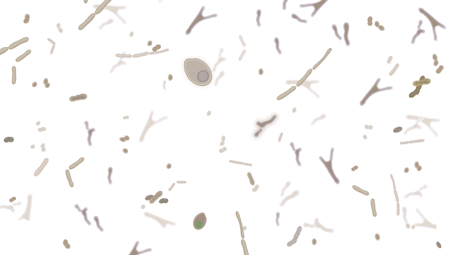 Bacteria animation