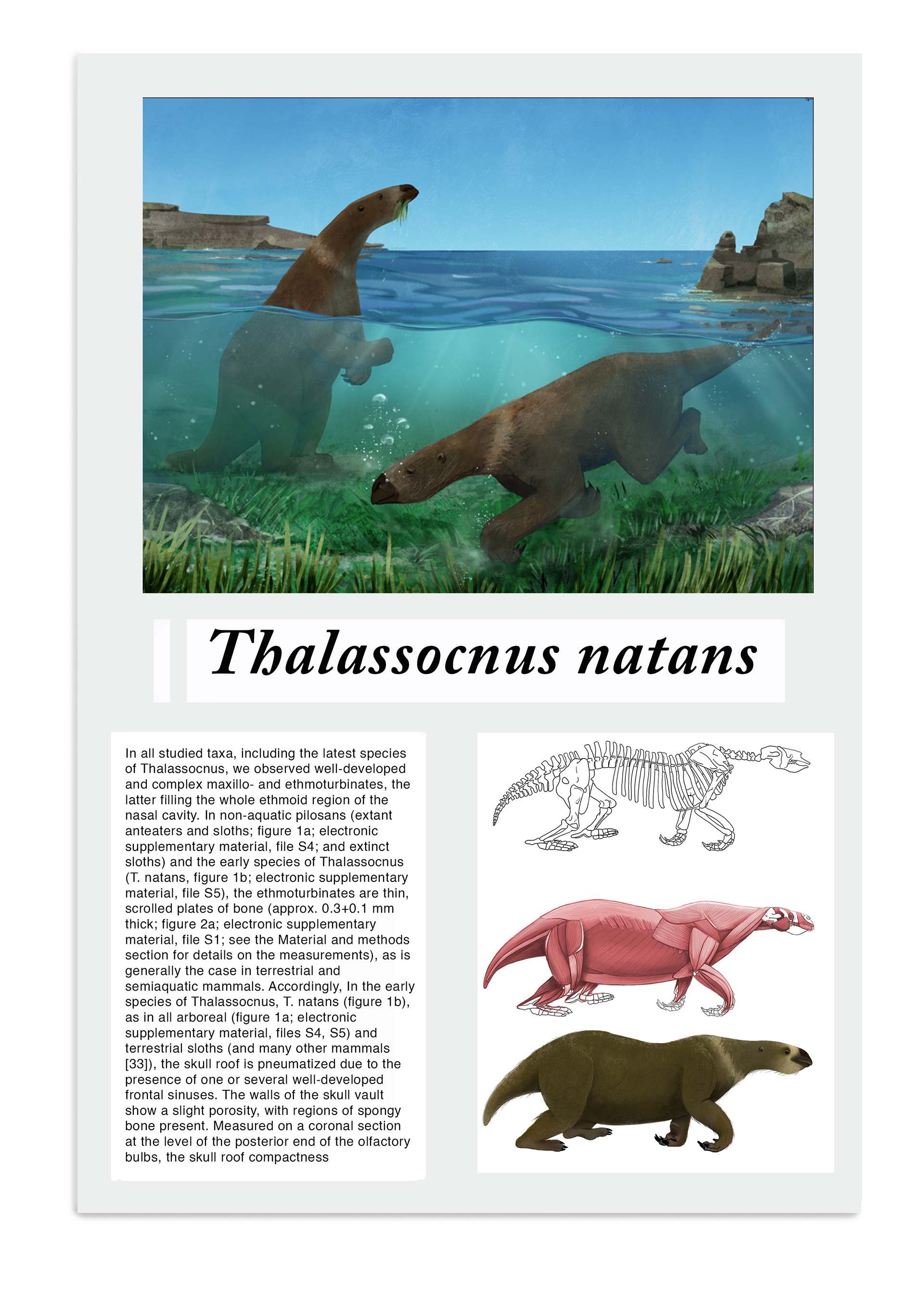 Animal representation, reconstructed frem skeleton- paleoart