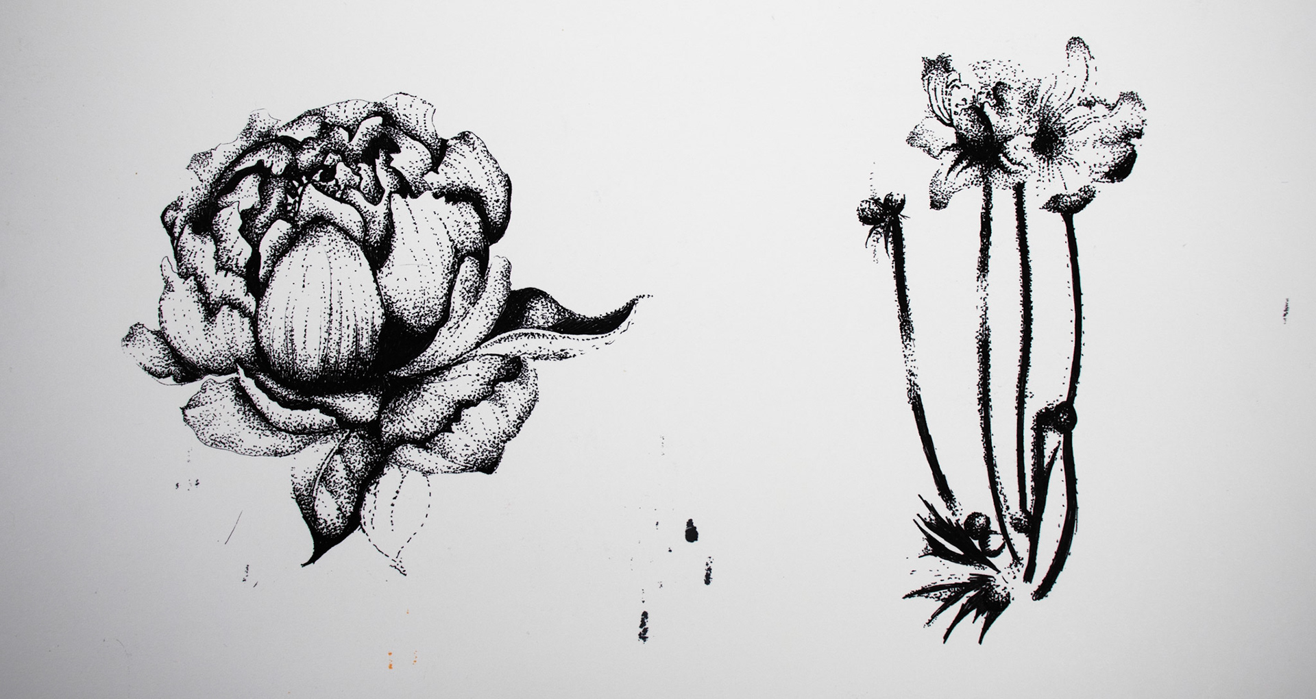 Floral Illustrations.