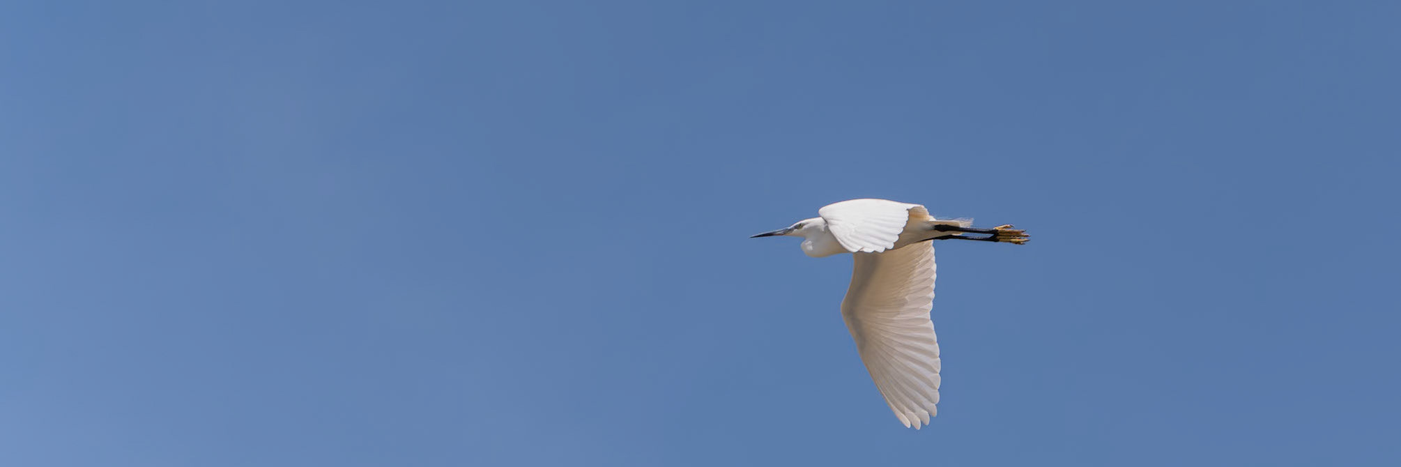 Aigrette en vol