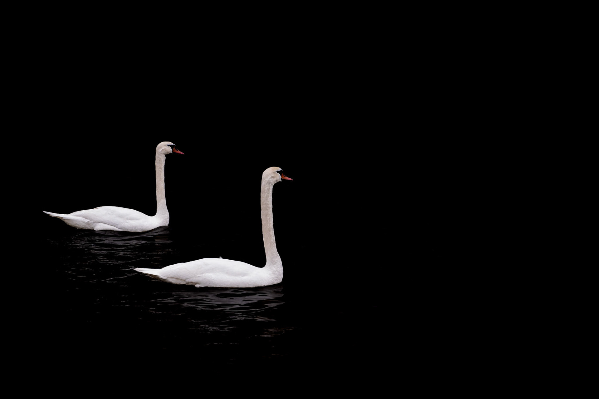 Cygnes
