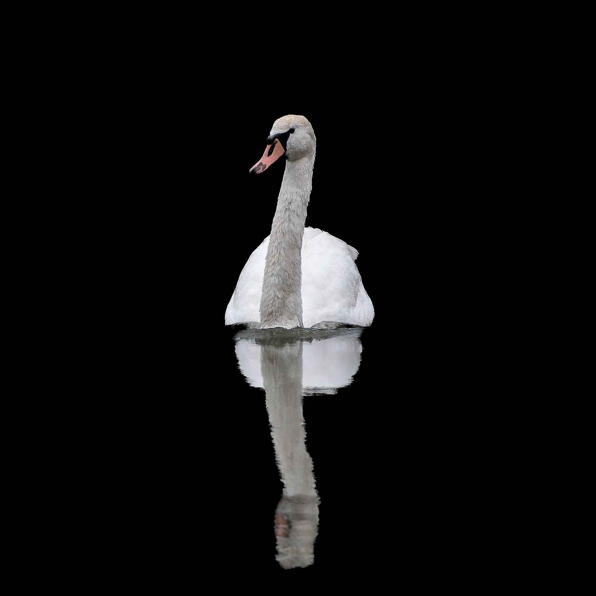 Monseigneur le Cygne