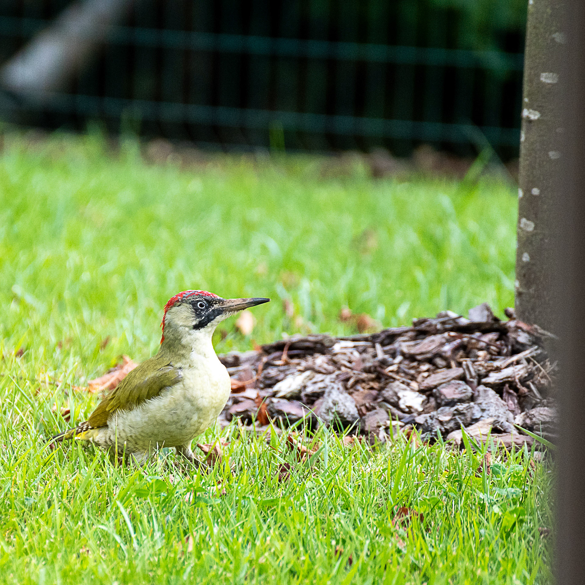 Pivert dans le jardin