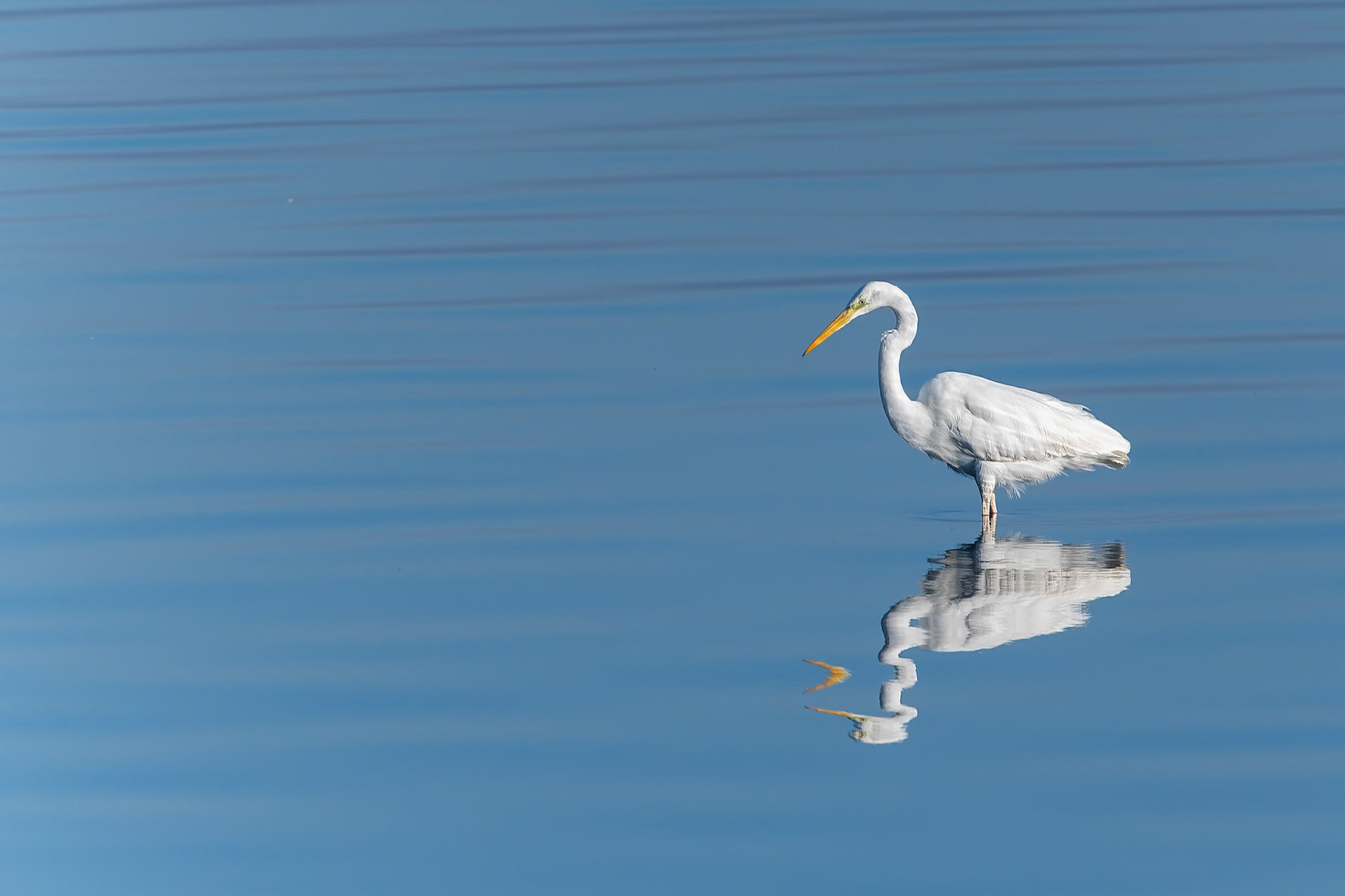 Grande aigrette