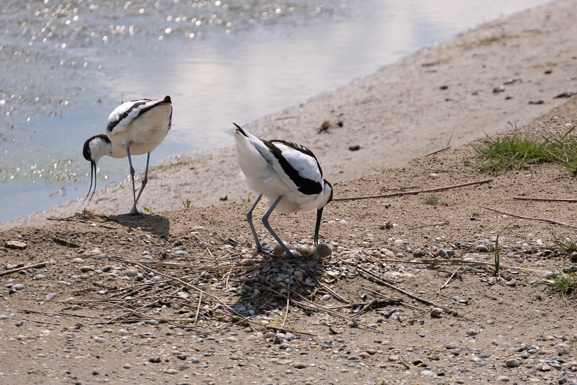 Avocette élégante au nid