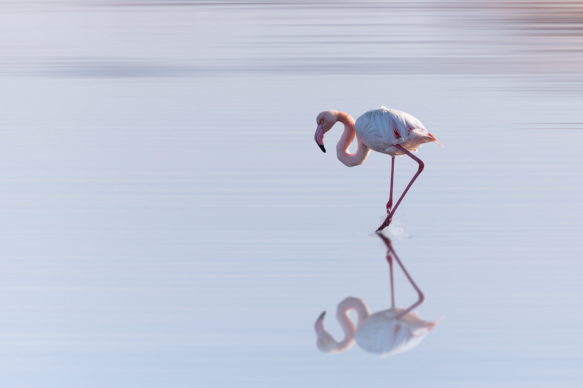 Flamand rose