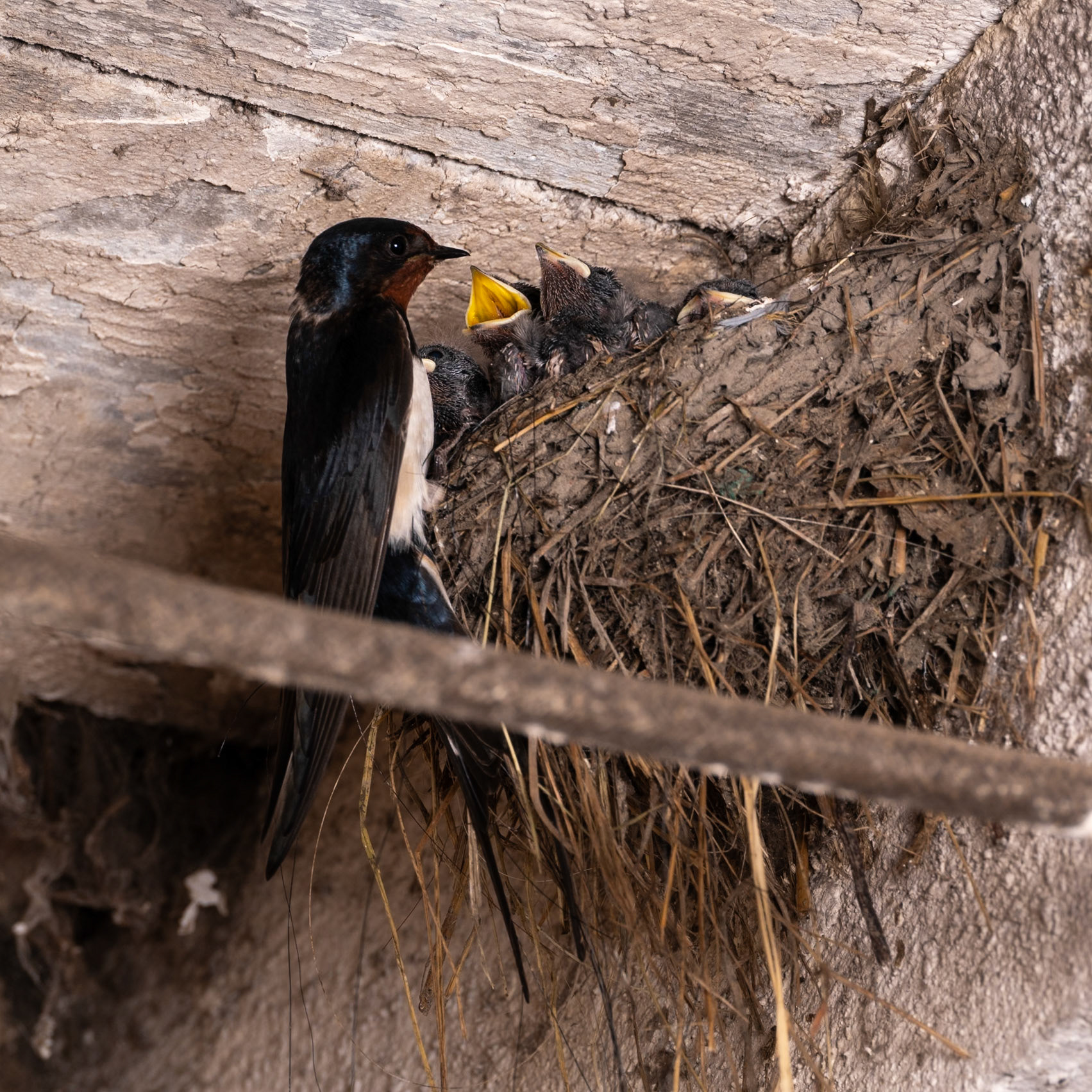 Famille hirondelle