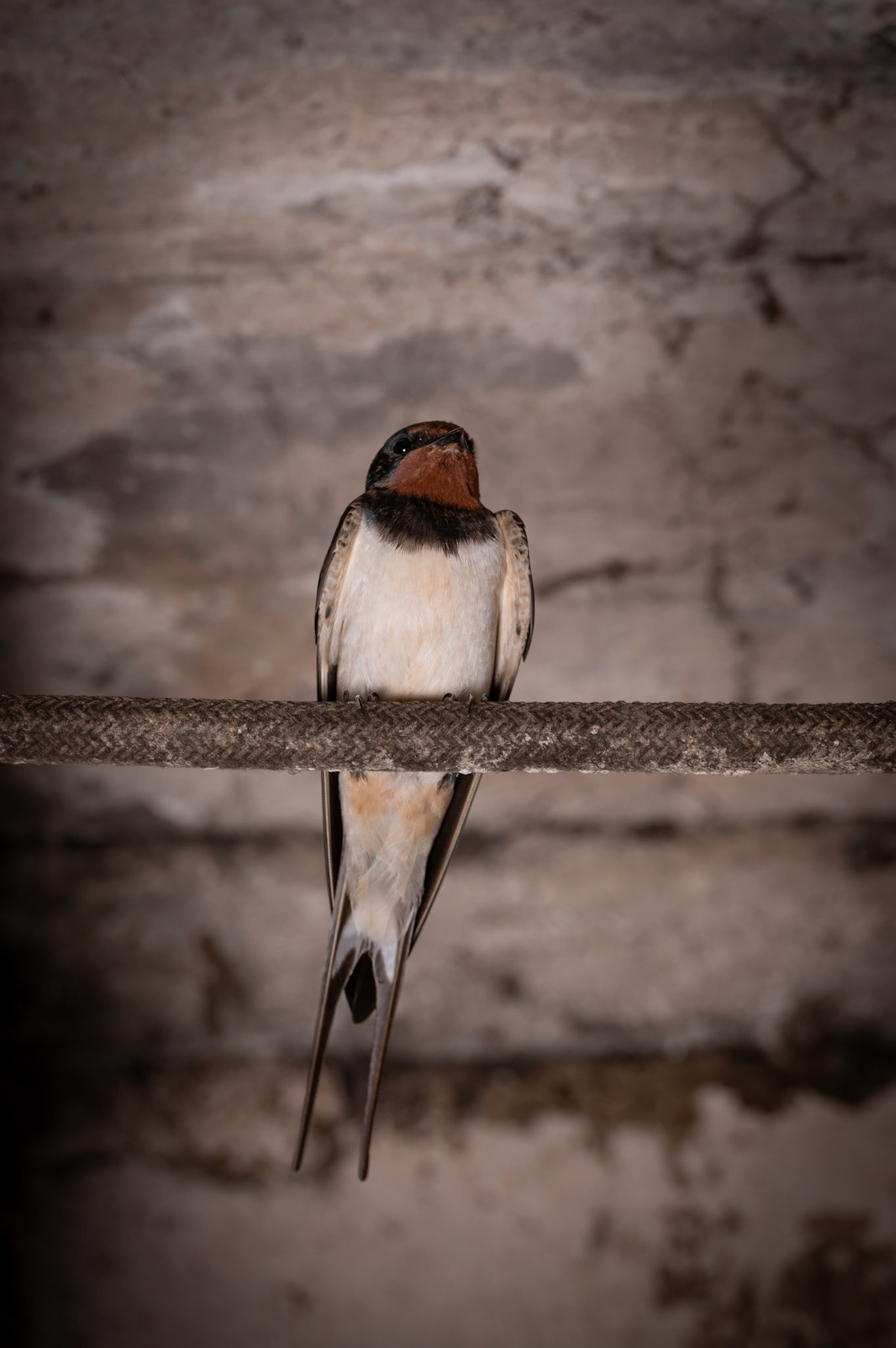 Hirondelle
