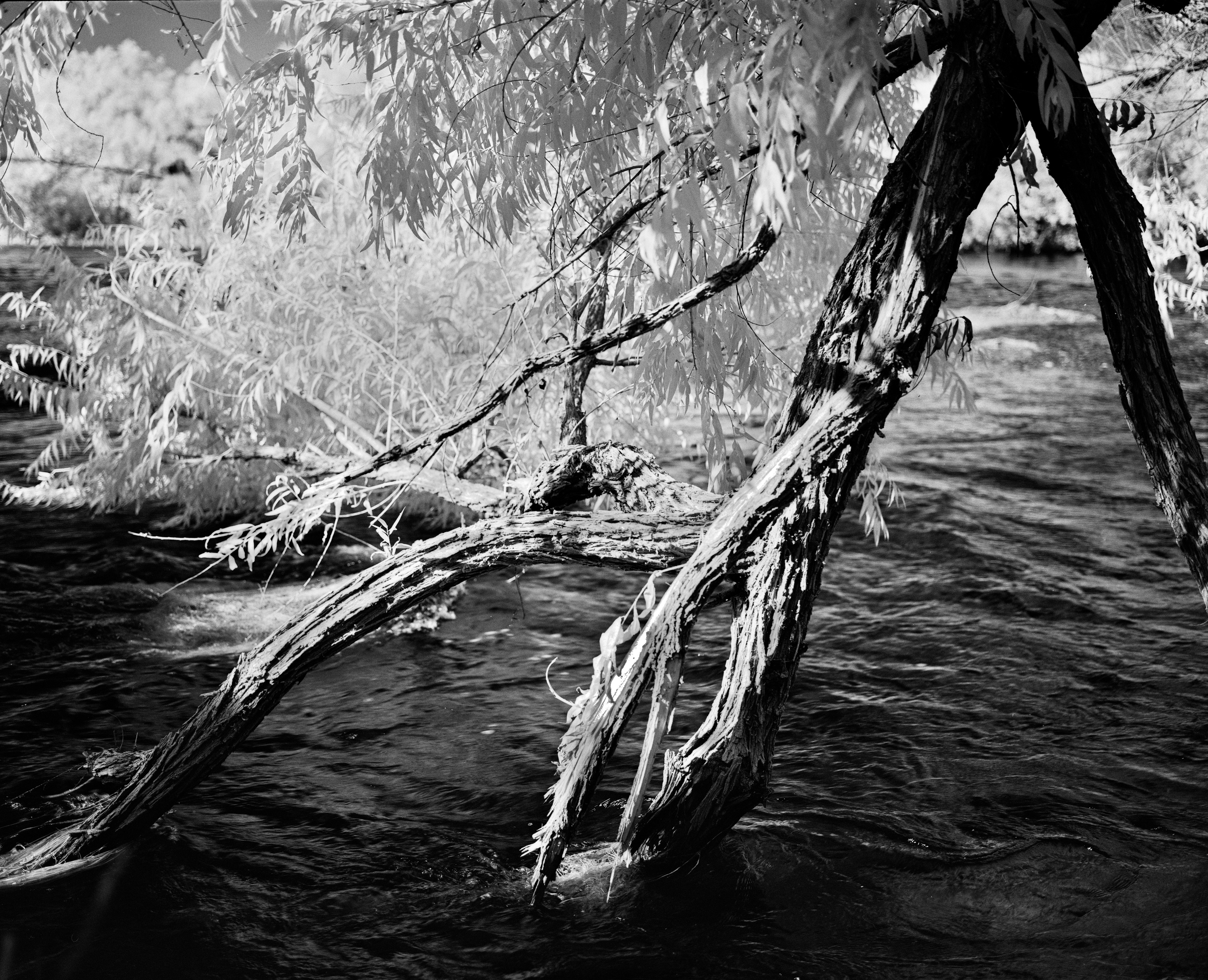 Salt River in Mesa, AZ, Hohokam holy place, shot on Mamiya6, Ilford infrared film