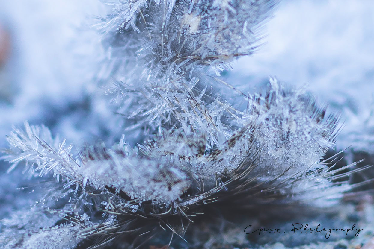 Frosty Feathers
