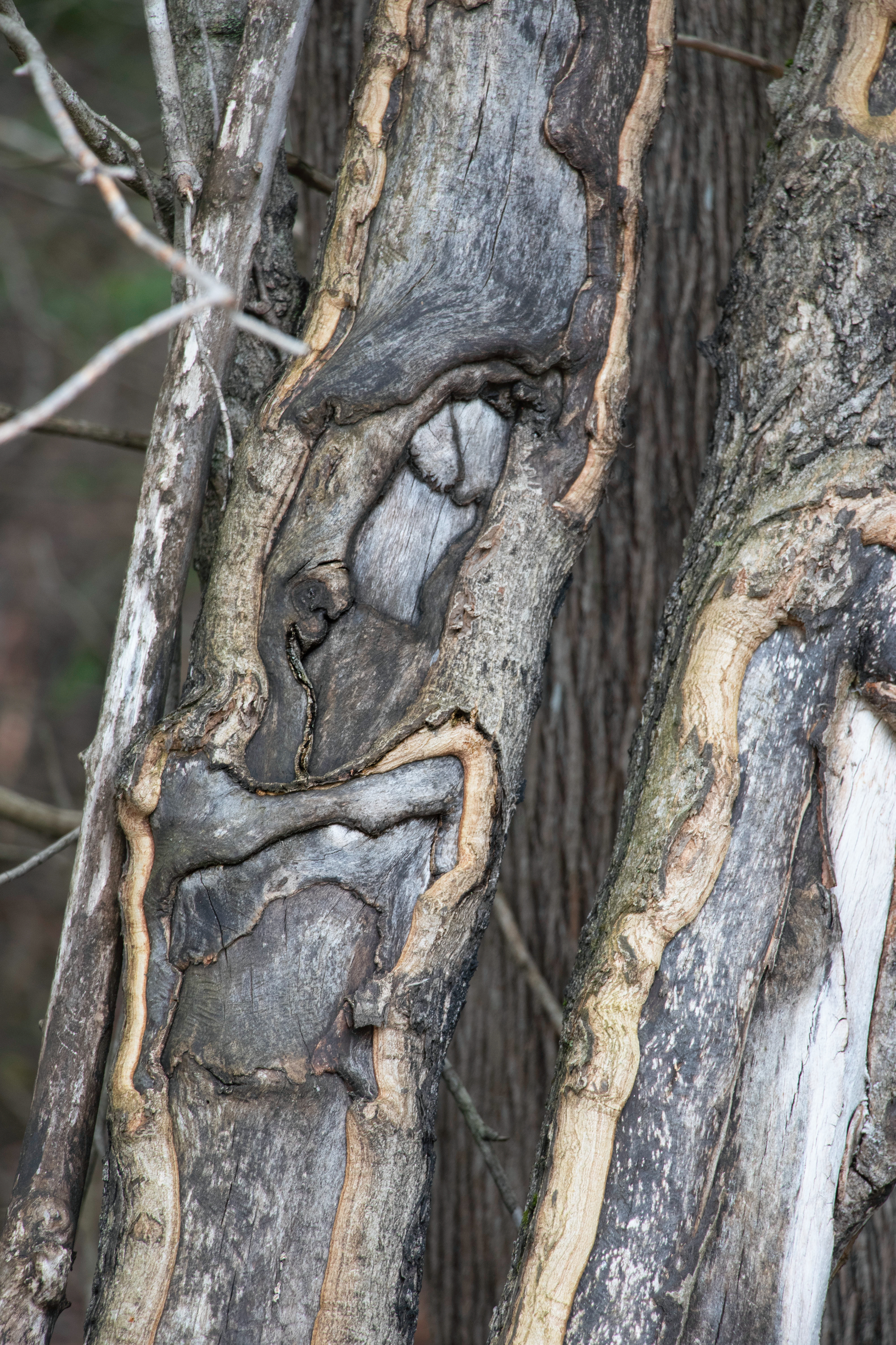 Etched Face into Wood
