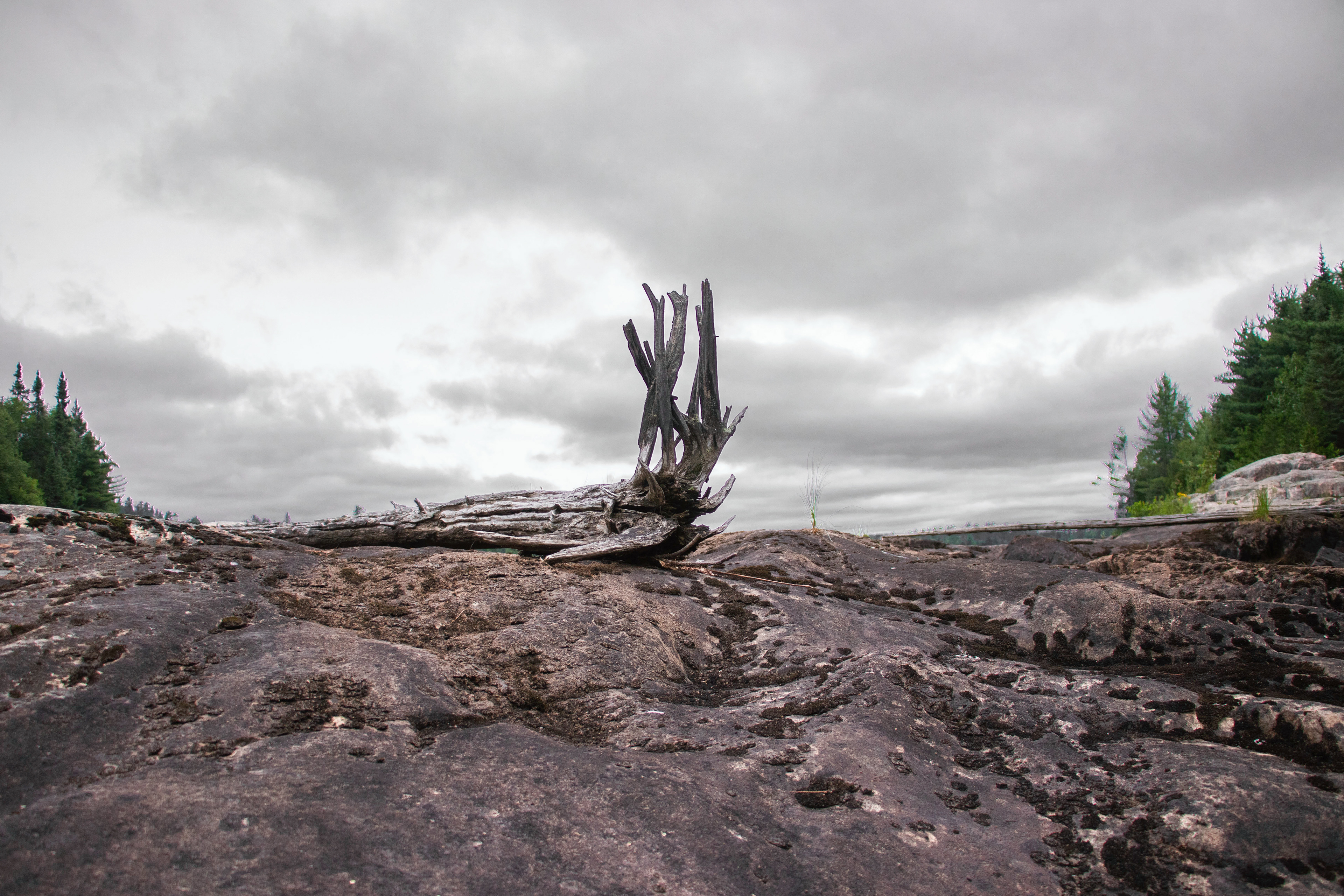 Laughing Lake - Driftwood