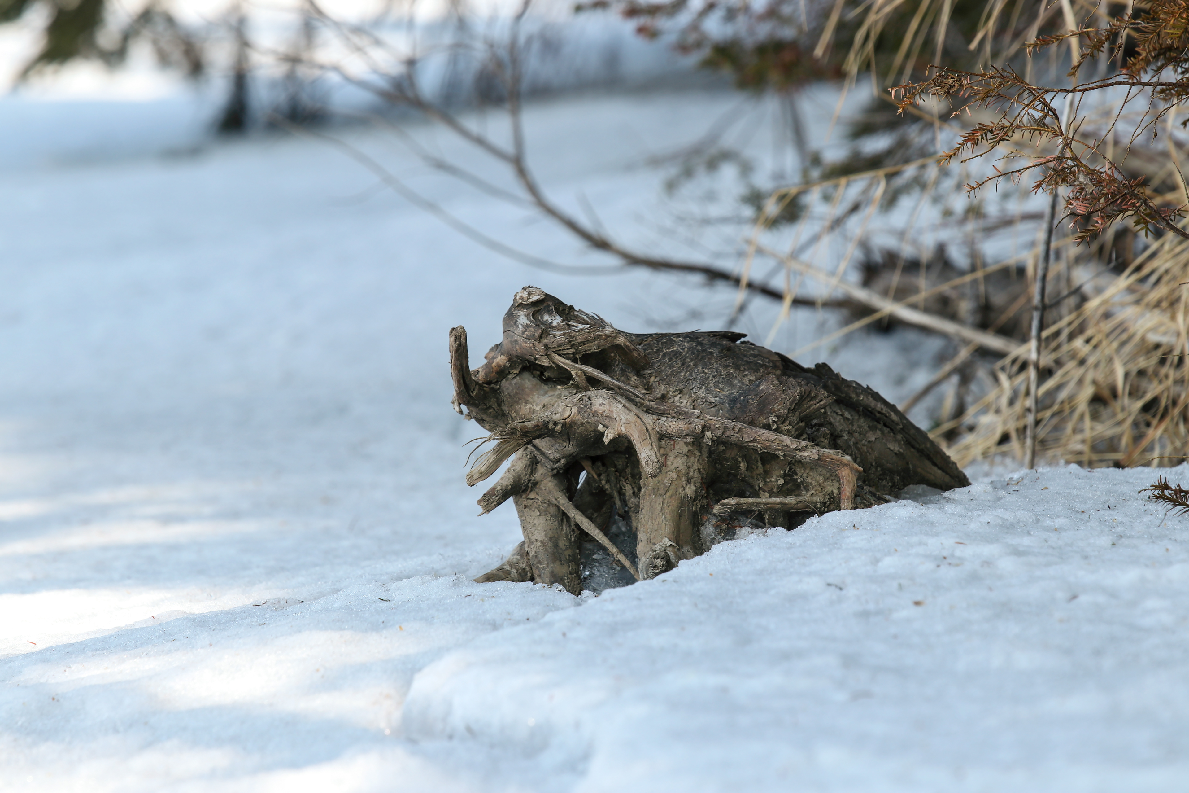 Prehistoric Elephant