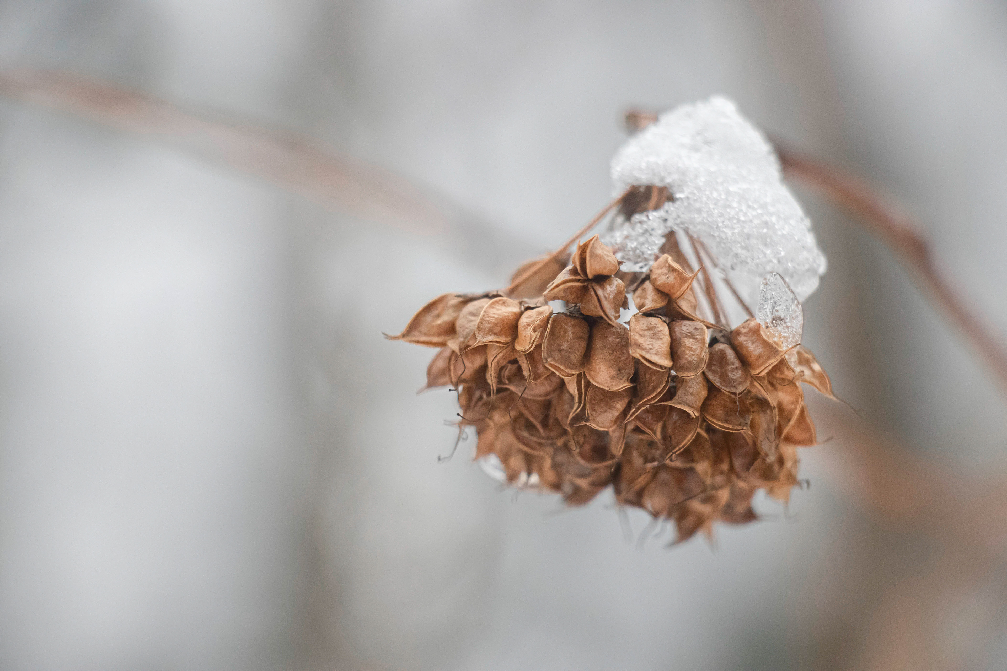Iced Dried Flower