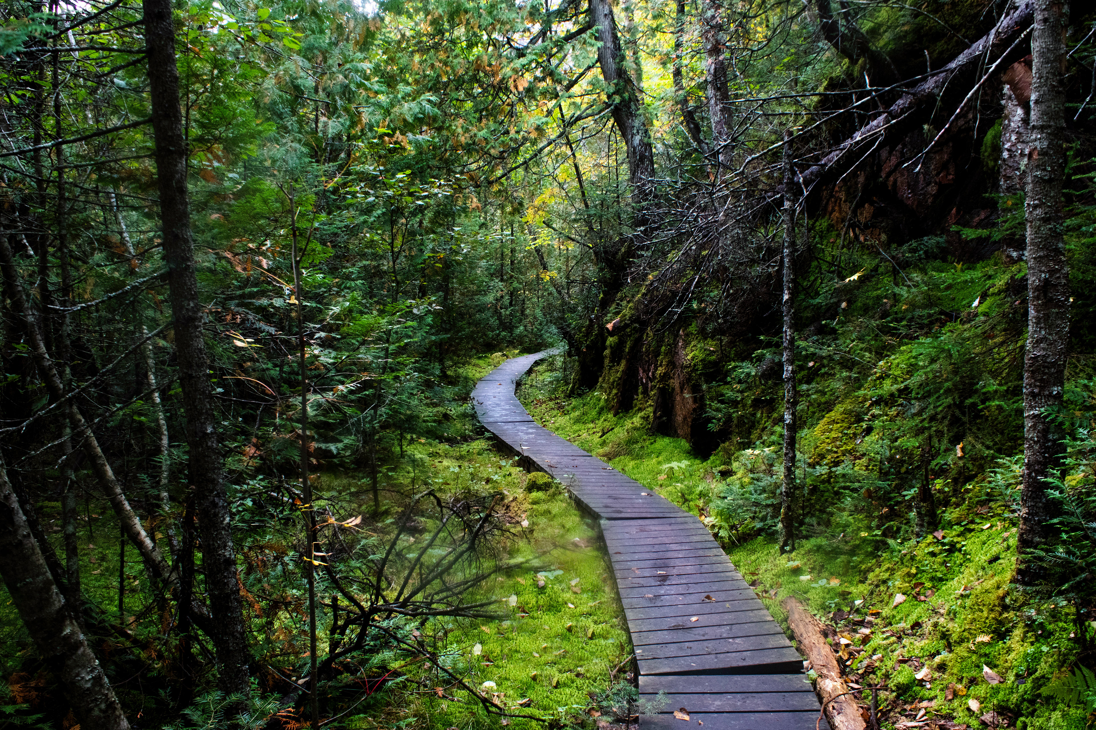 Whimsical Forest Pathway