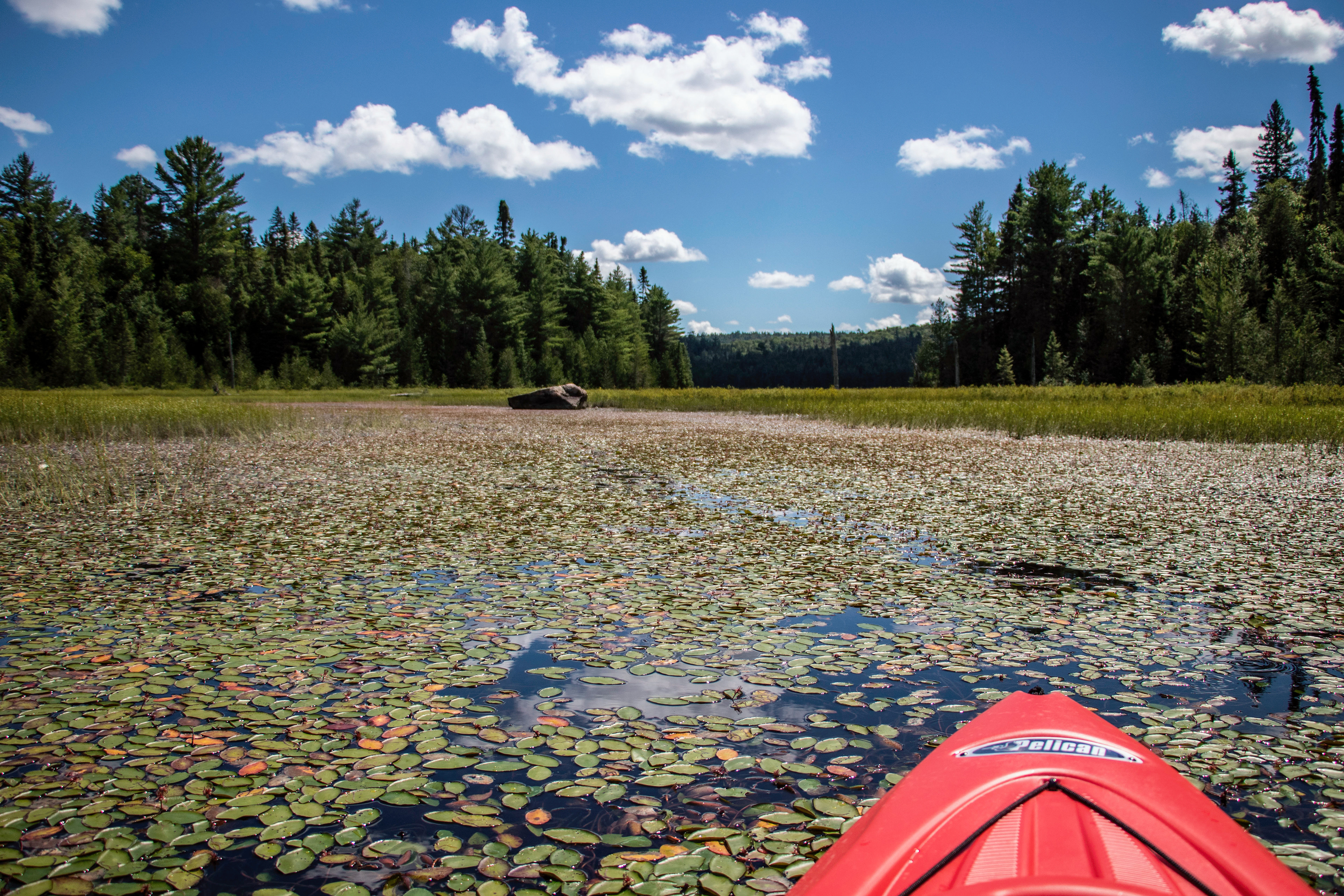 Laughing Lake - Magical Swamp