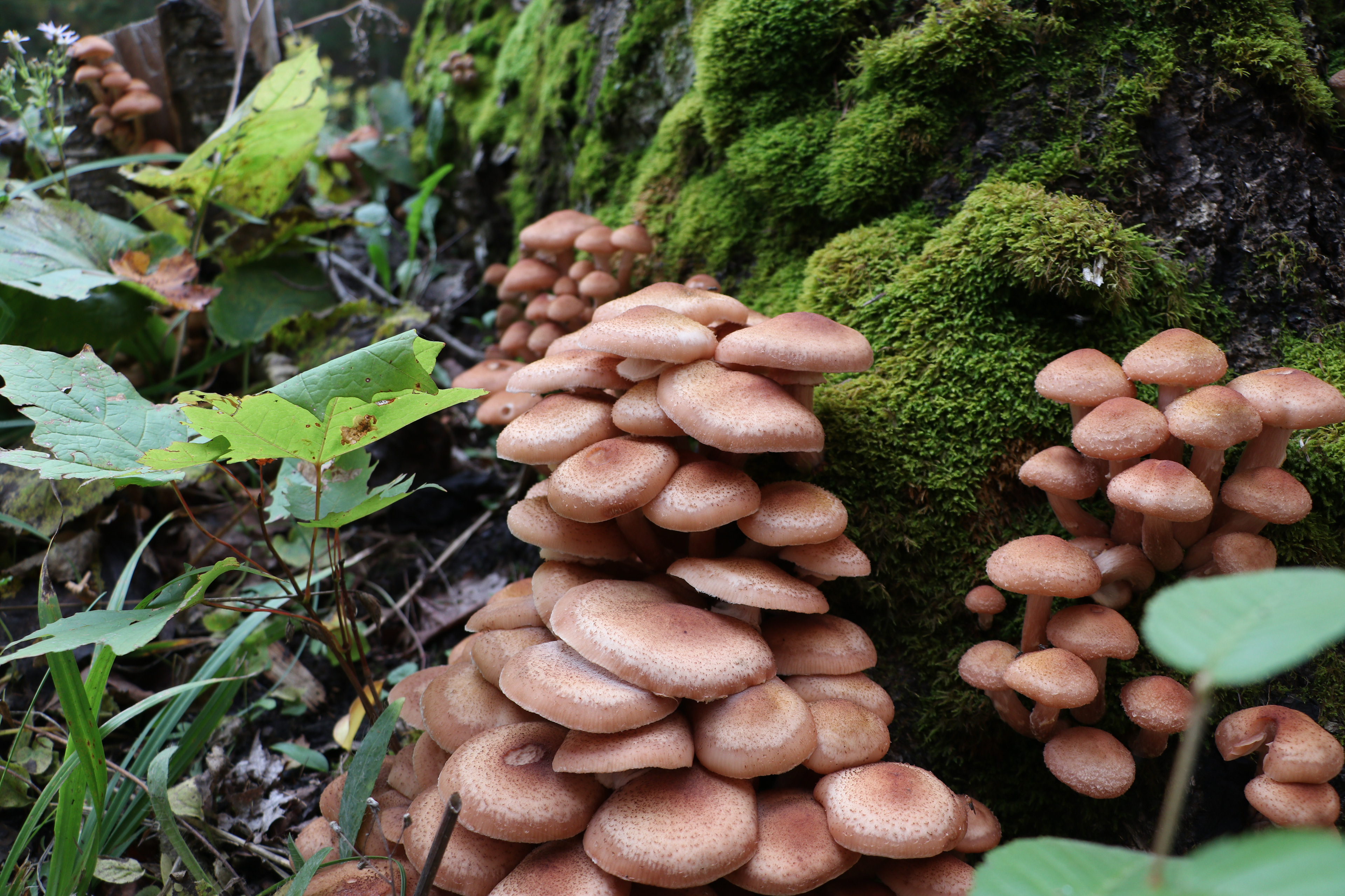 Stack of Mushrooms