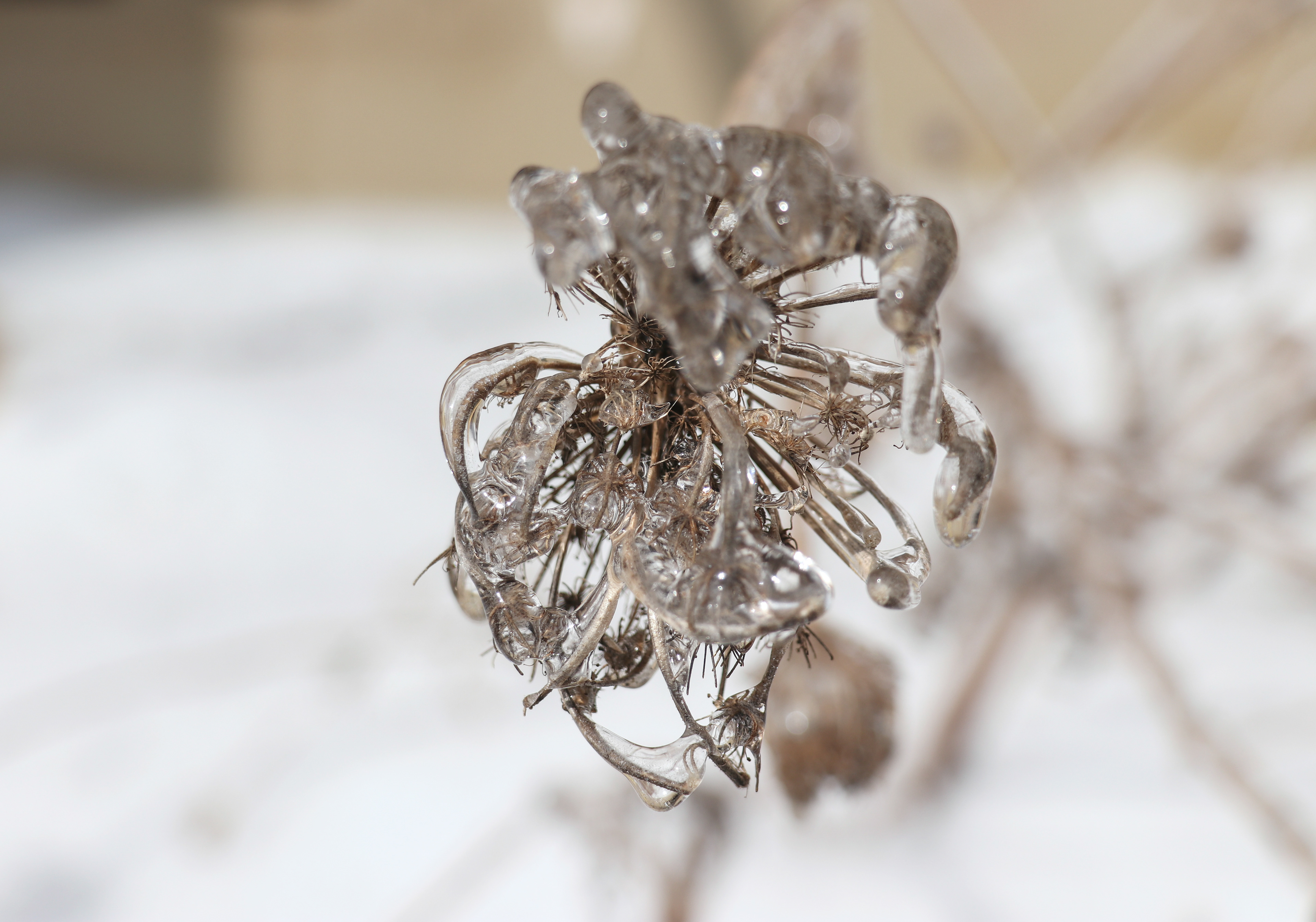 Crystalized Weed