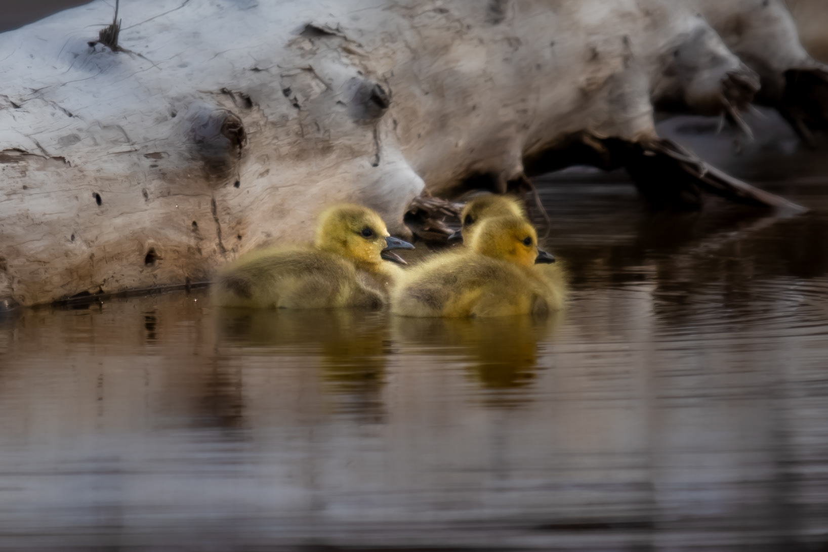 Goslings