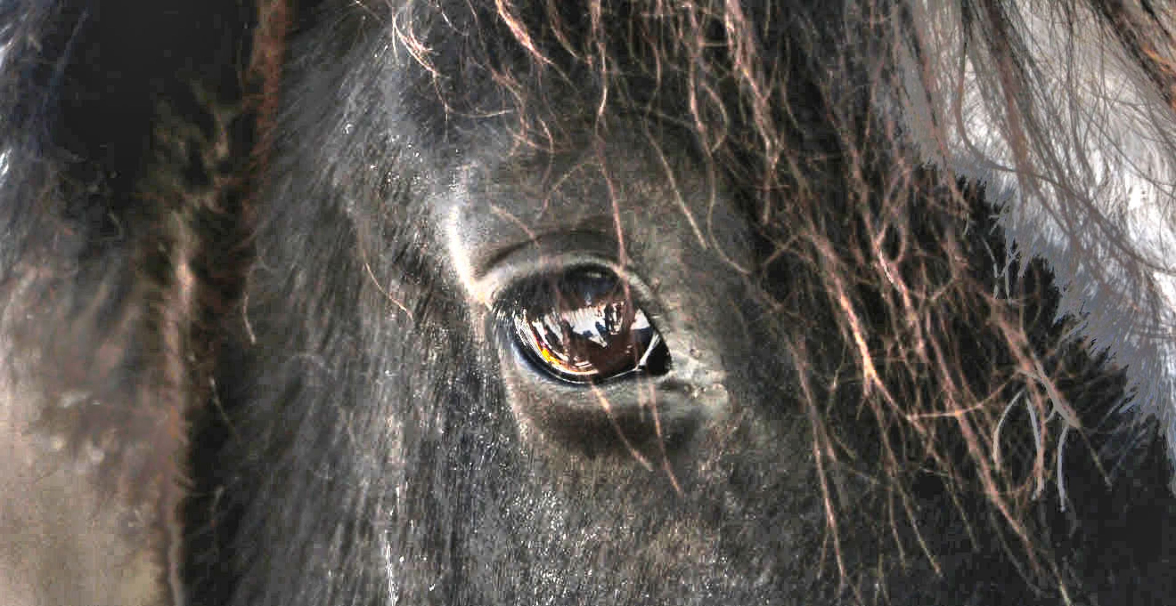 Horse Up Close