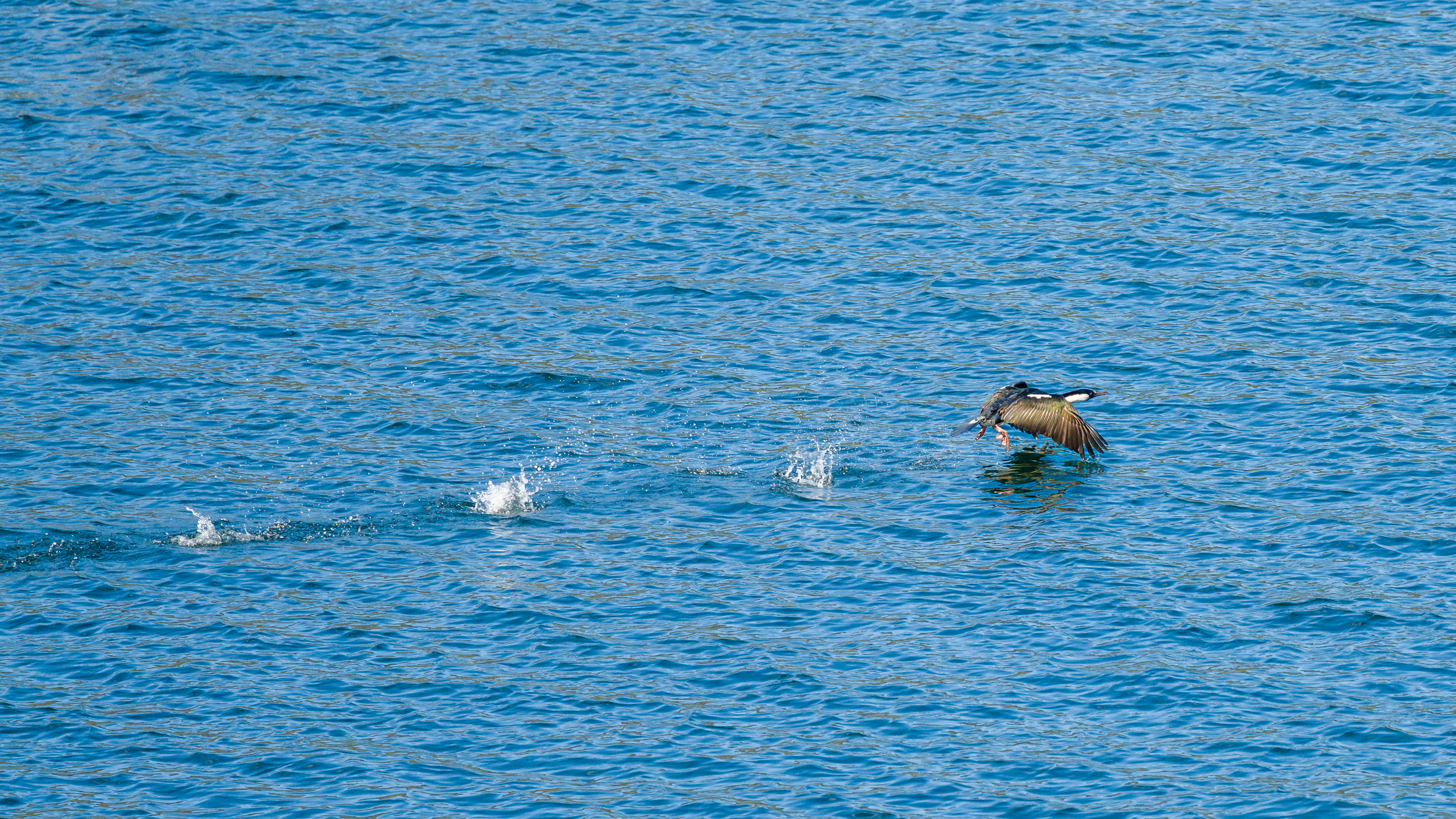 Cormoran