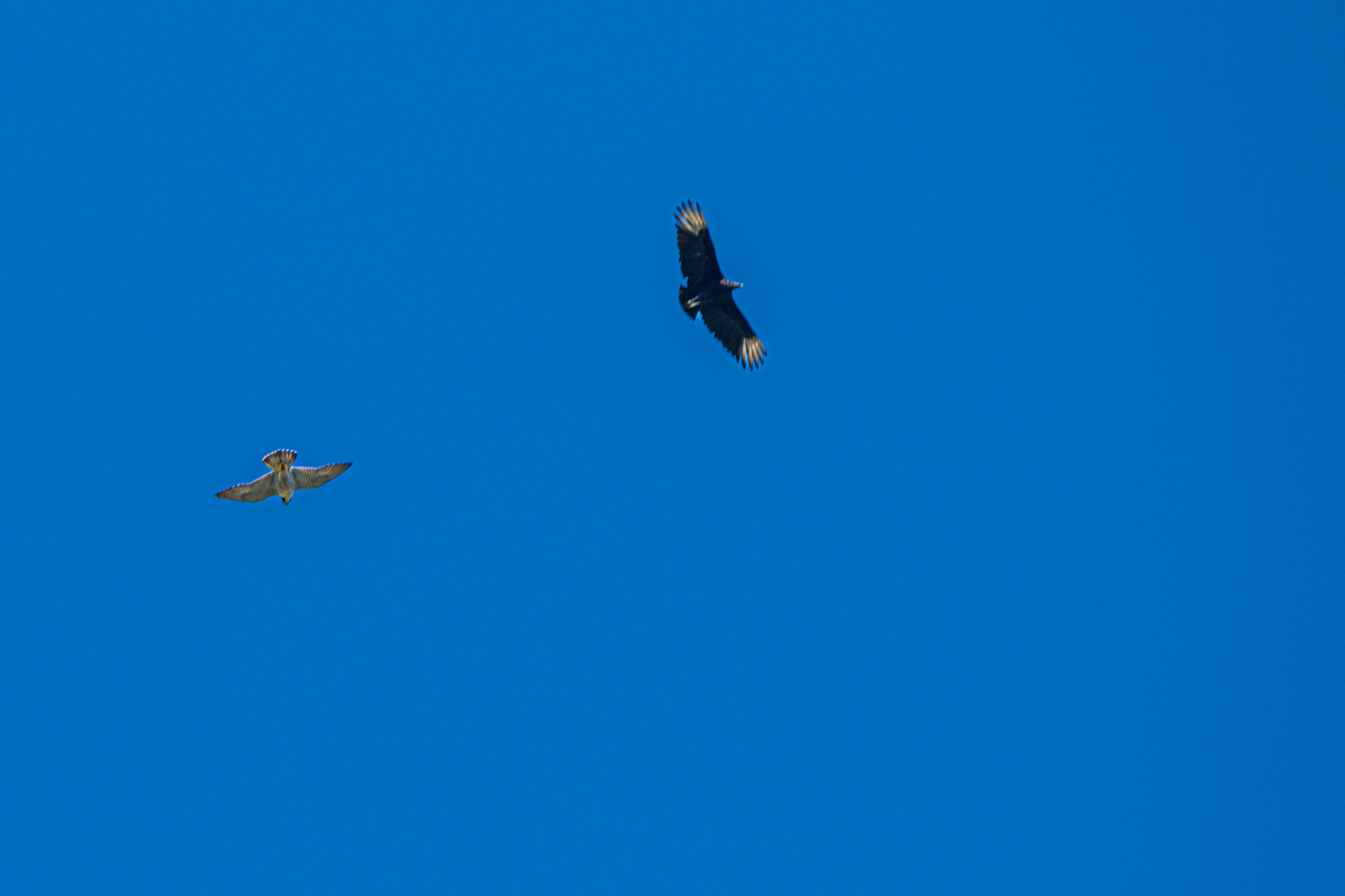 Condor des Amdes