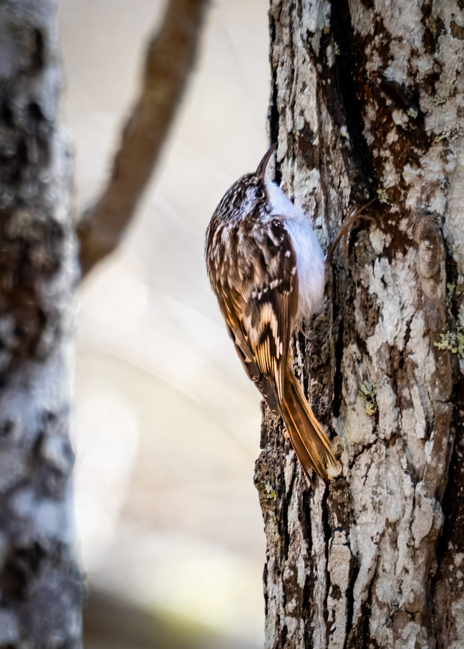 Brown Tree Creeper