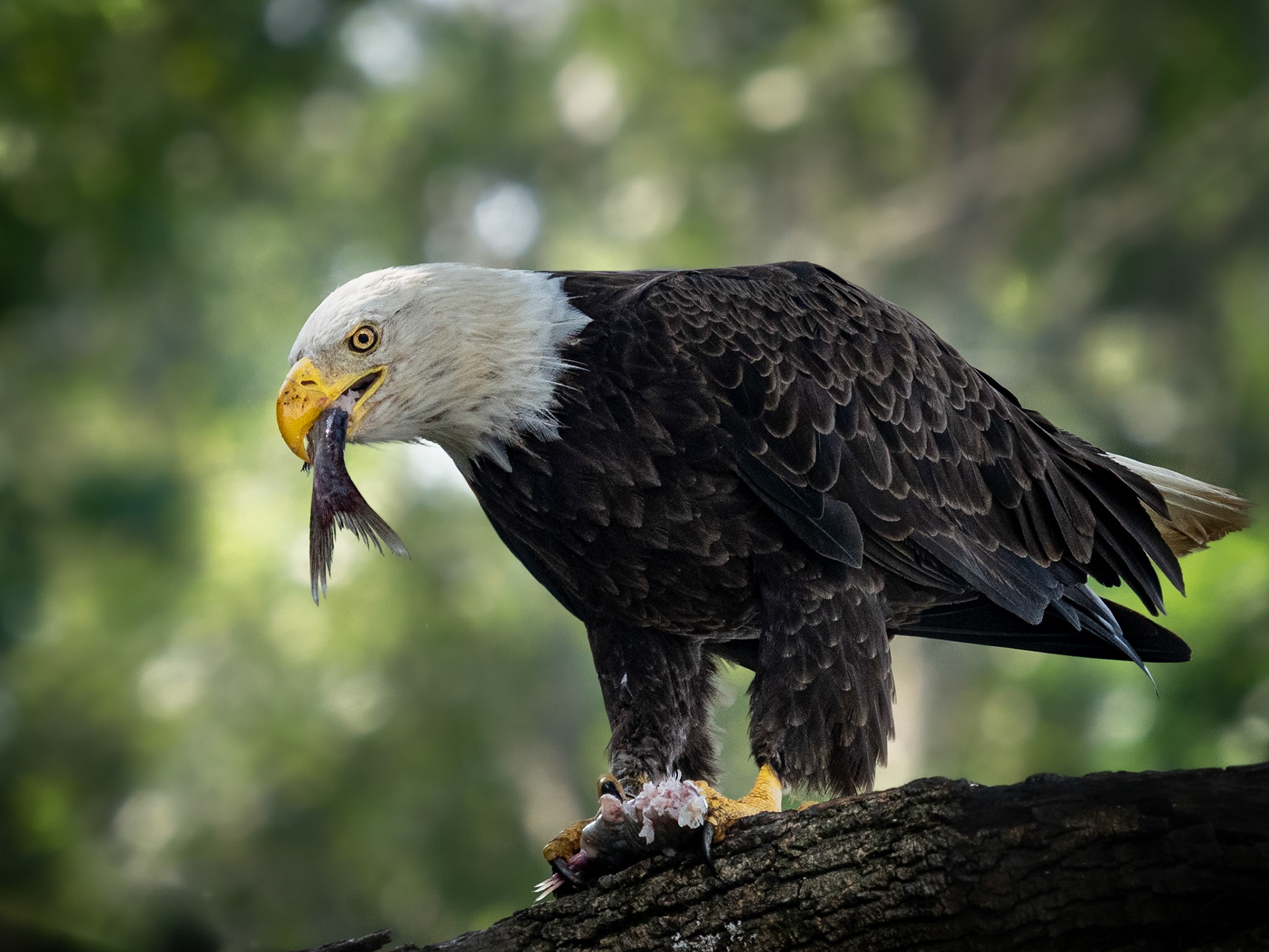 MJS Designs #getolympus