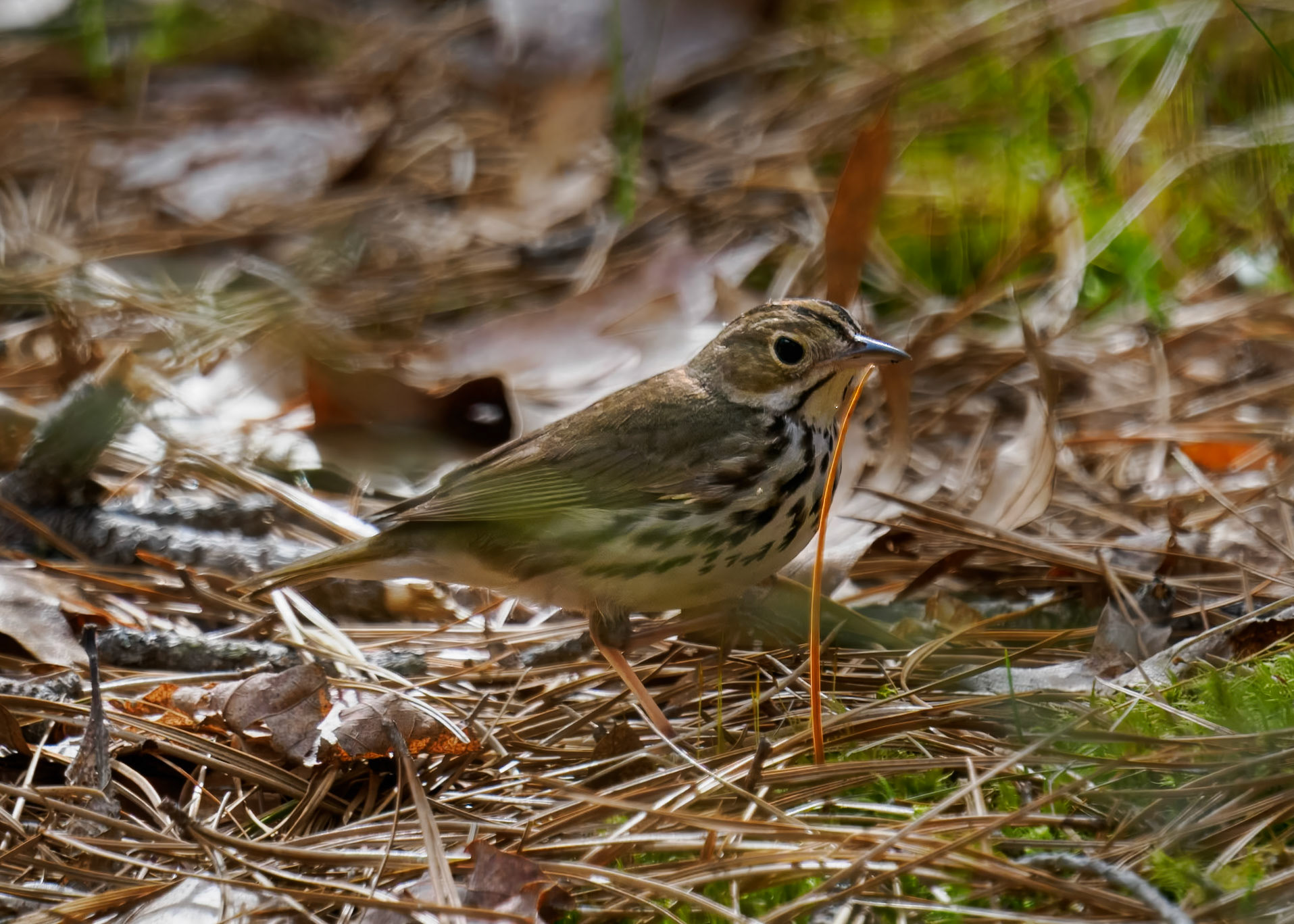 Ovenbird