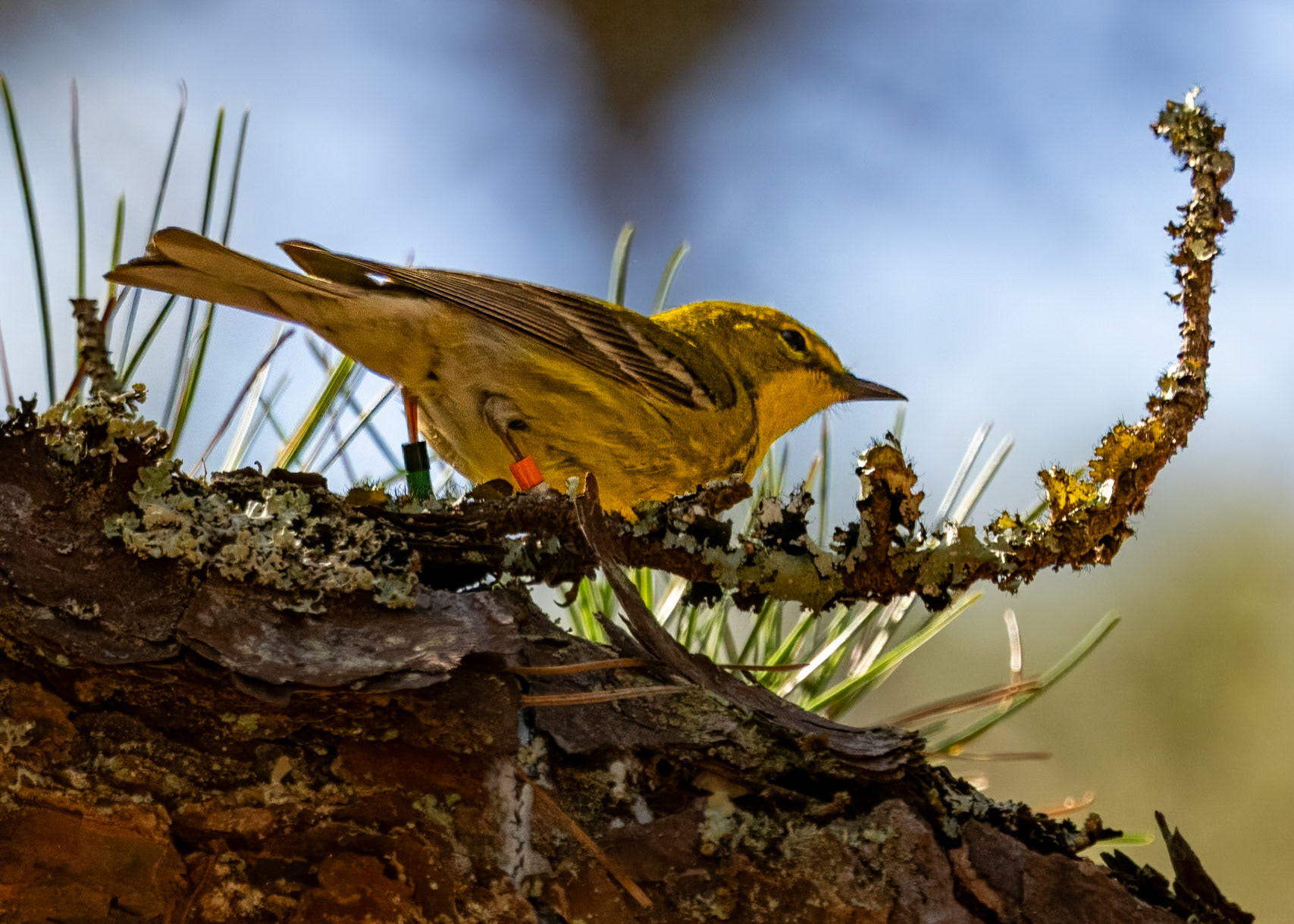 Pine Warbler - tagged