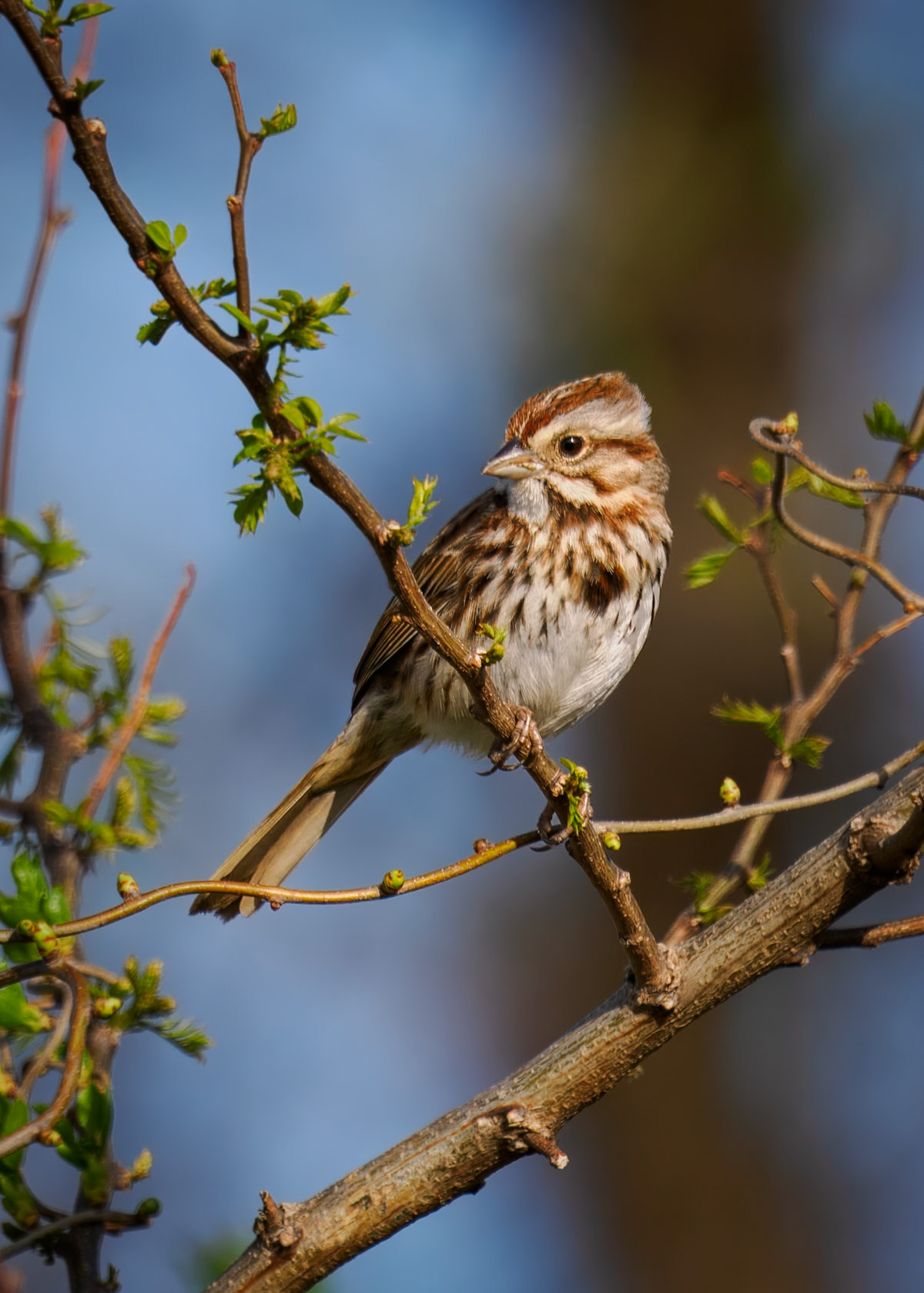 Song Sparrow