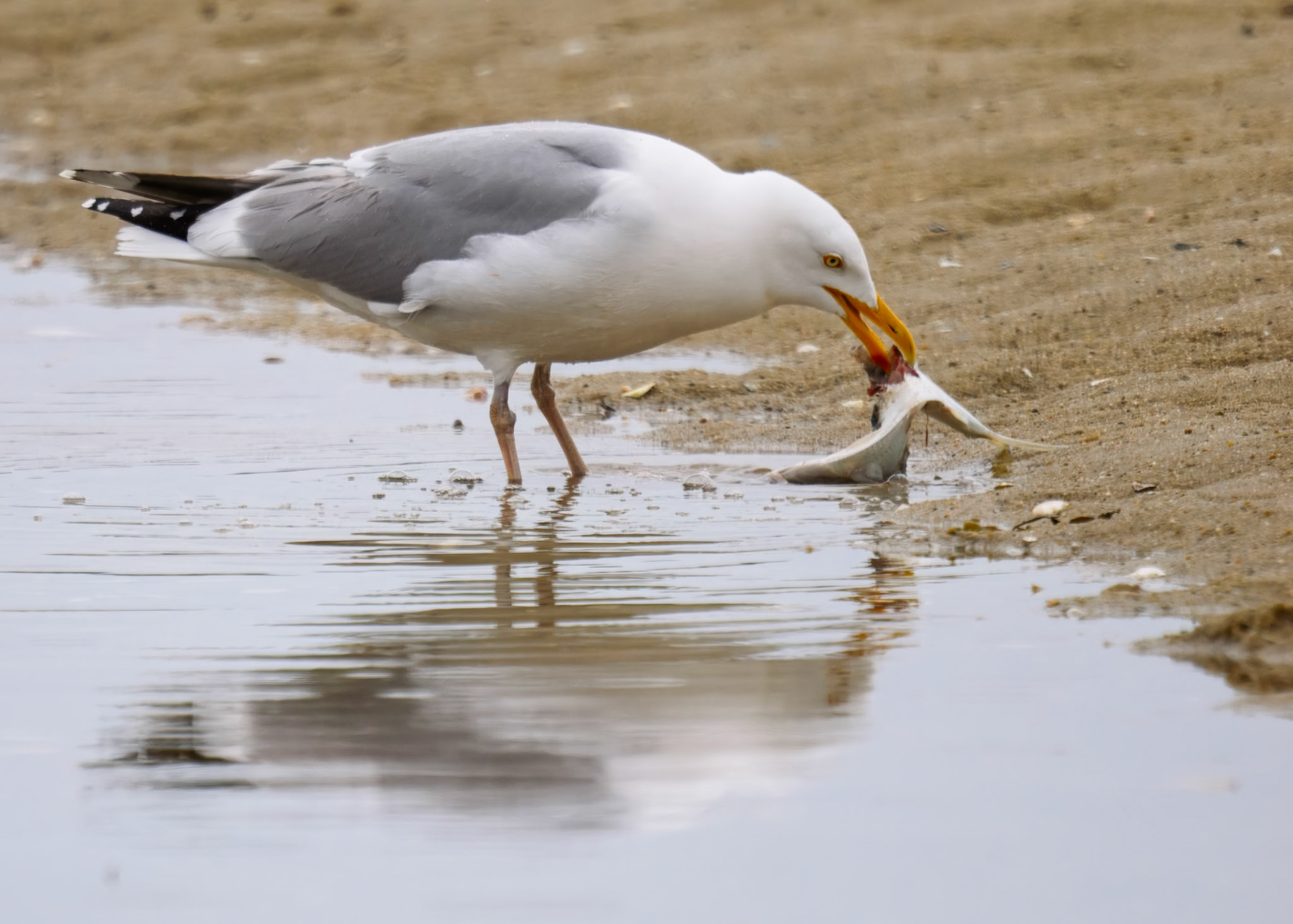 Herring Gull