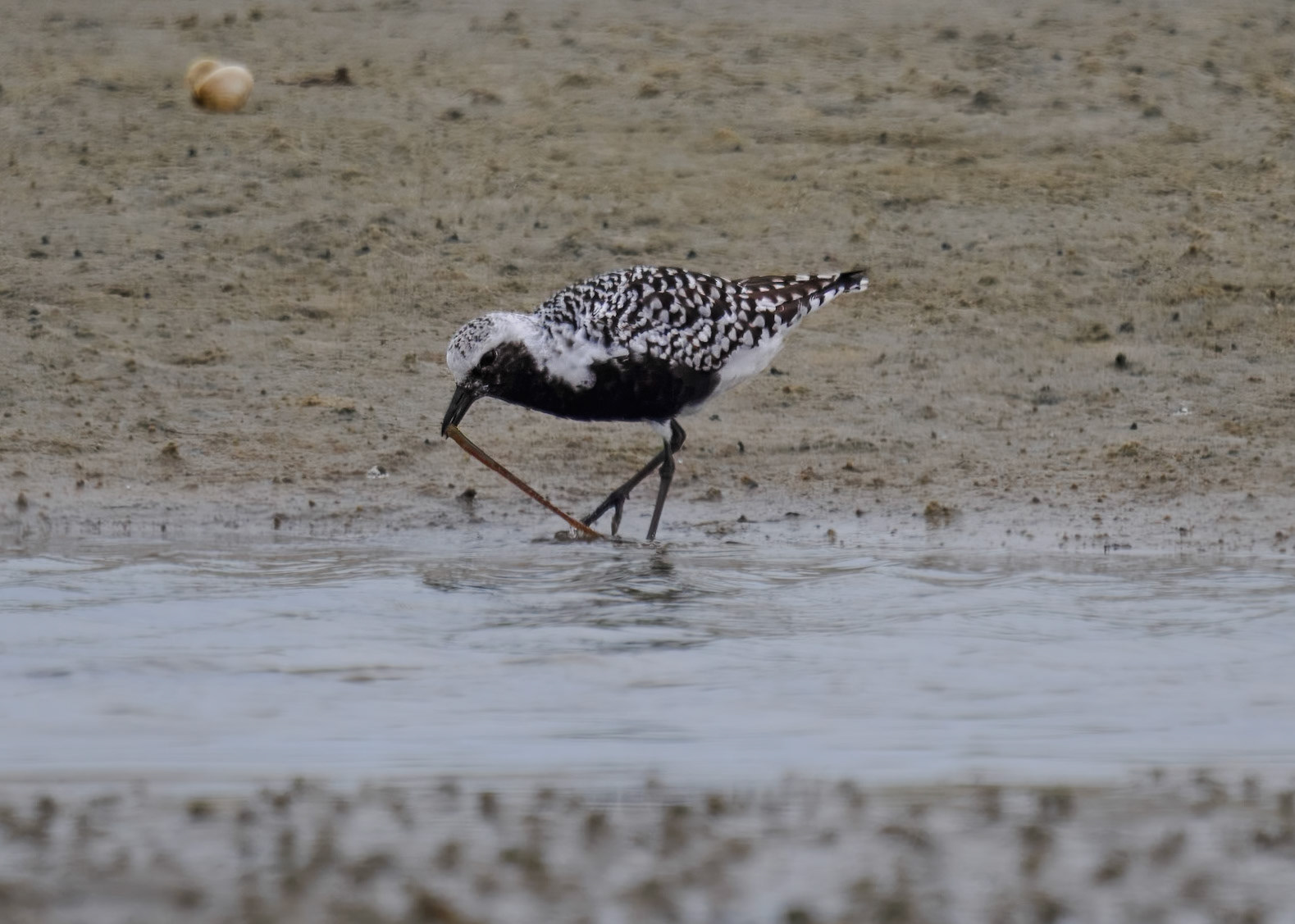 Black-bellied Plover