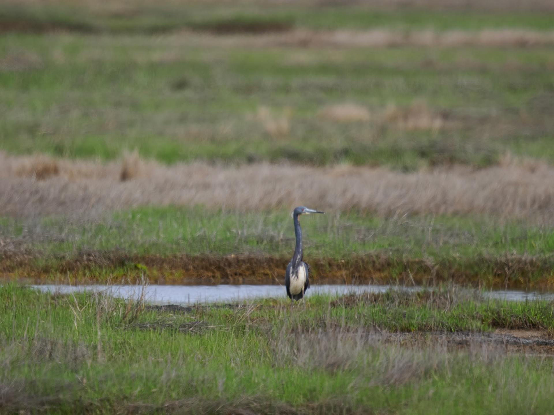 Tricolor Heron